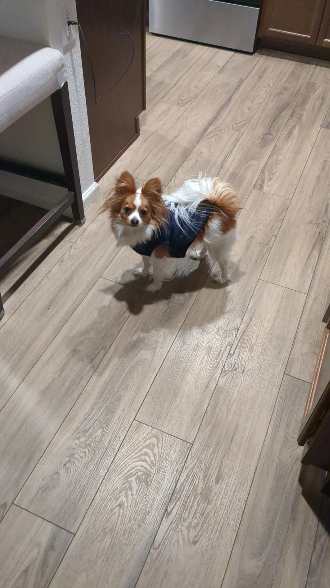 Vecomfy Warm Dog Coats with Hoodie,Winter Dog Jackets for Small Dogs customer photo 1