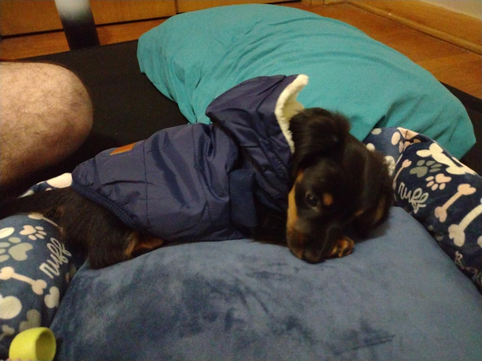 Vecomfy Warm Dog Coats with Hoodie,Winter Dog Jackets for Small Dogs customer photo 2