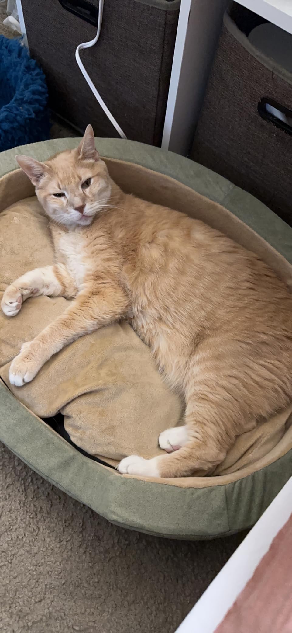 K&H Heated Dog Bed, Thermo-Snuggly Sleeper Indoor, Safety Listed, Medium 6W customer photo 1