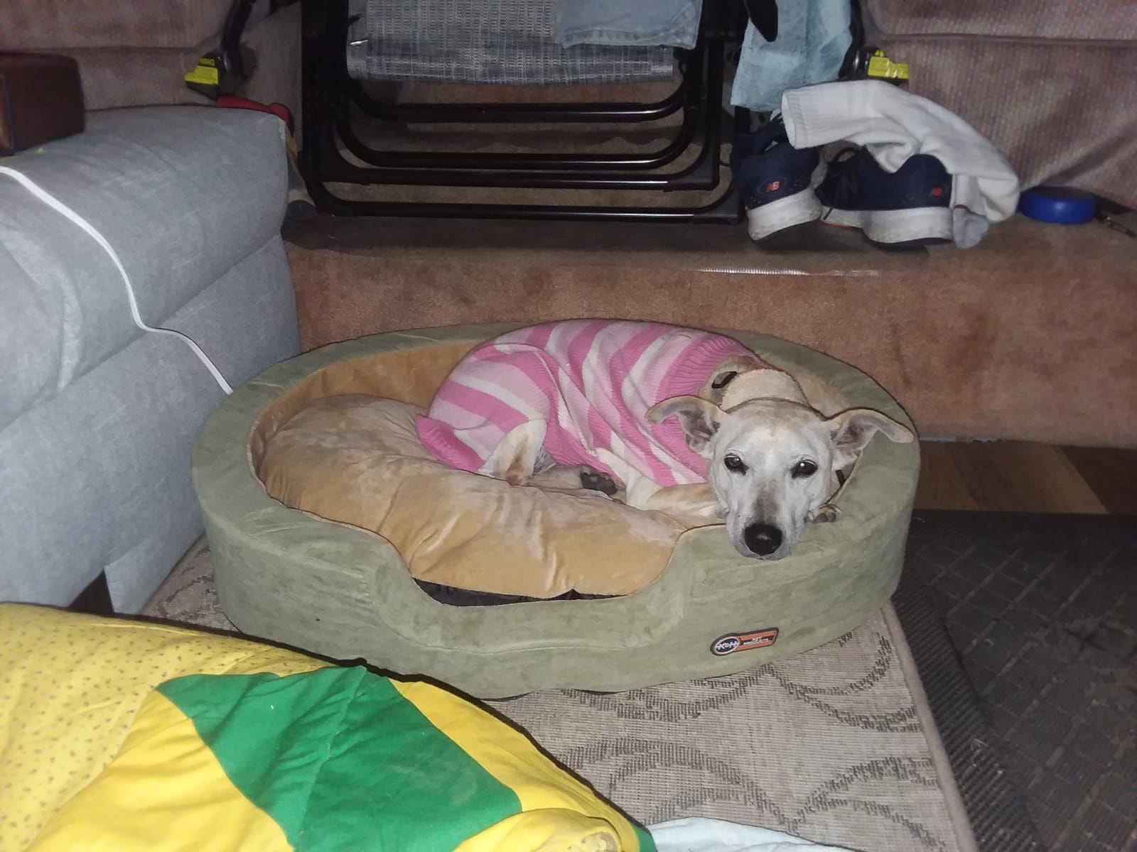 K&H Heated Dog Bed, Thermo-Snuggly Sleeper Indoor, Safety Listed, Medium 6W customer photo 2