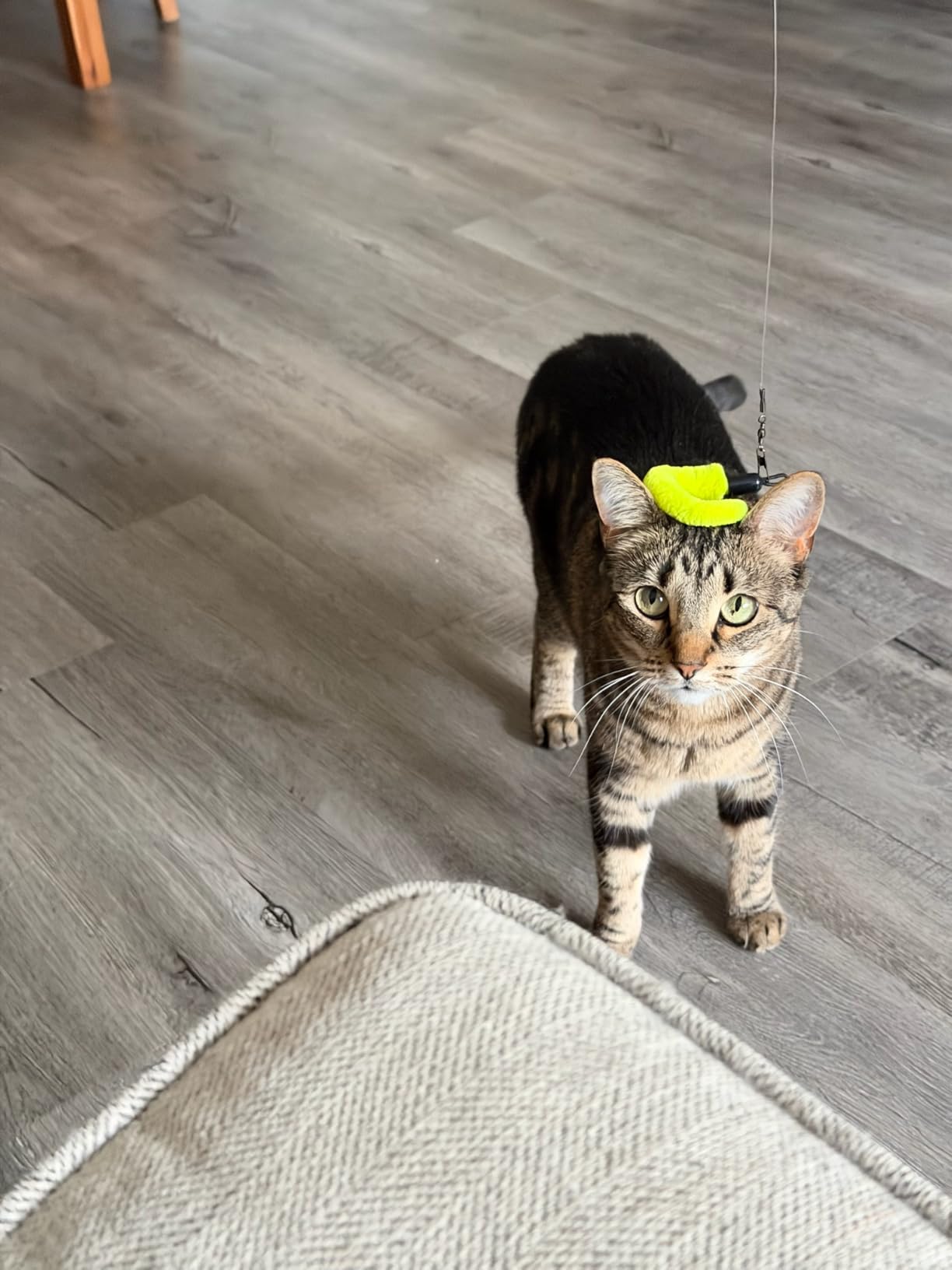 JIARON Cat Toys Interactive Feather Toy, 2PCS Retractable Wand and 10PCS Replacement Teaser with Bell Refills, Interactive Catcher and Funny Exercise for Kitten. customer photo 2