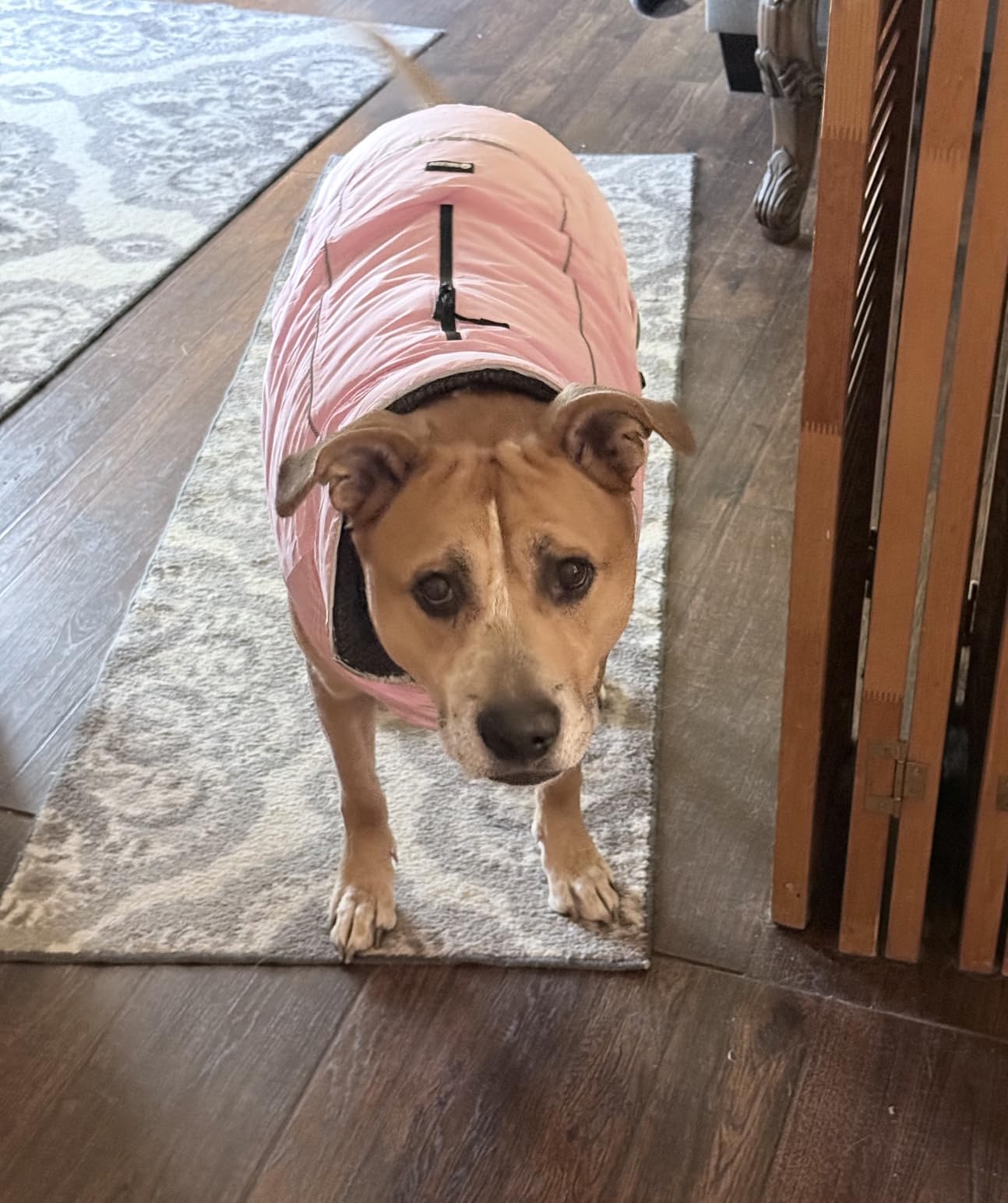 QBLEEV Warm Dog Coat, Reflective Dog Jacket, Waterproof Dogs Winter Coat customer photo 2