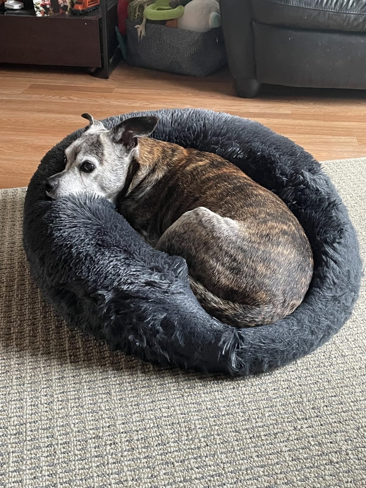 MIXJOY Orthopedic Dog Bed Comfortable Donut Cuddler Round Pet Beds Ultra Soft Washable Dog and Cat Cushion (20''/23''/30'') (23'', Brown) customer photo 1