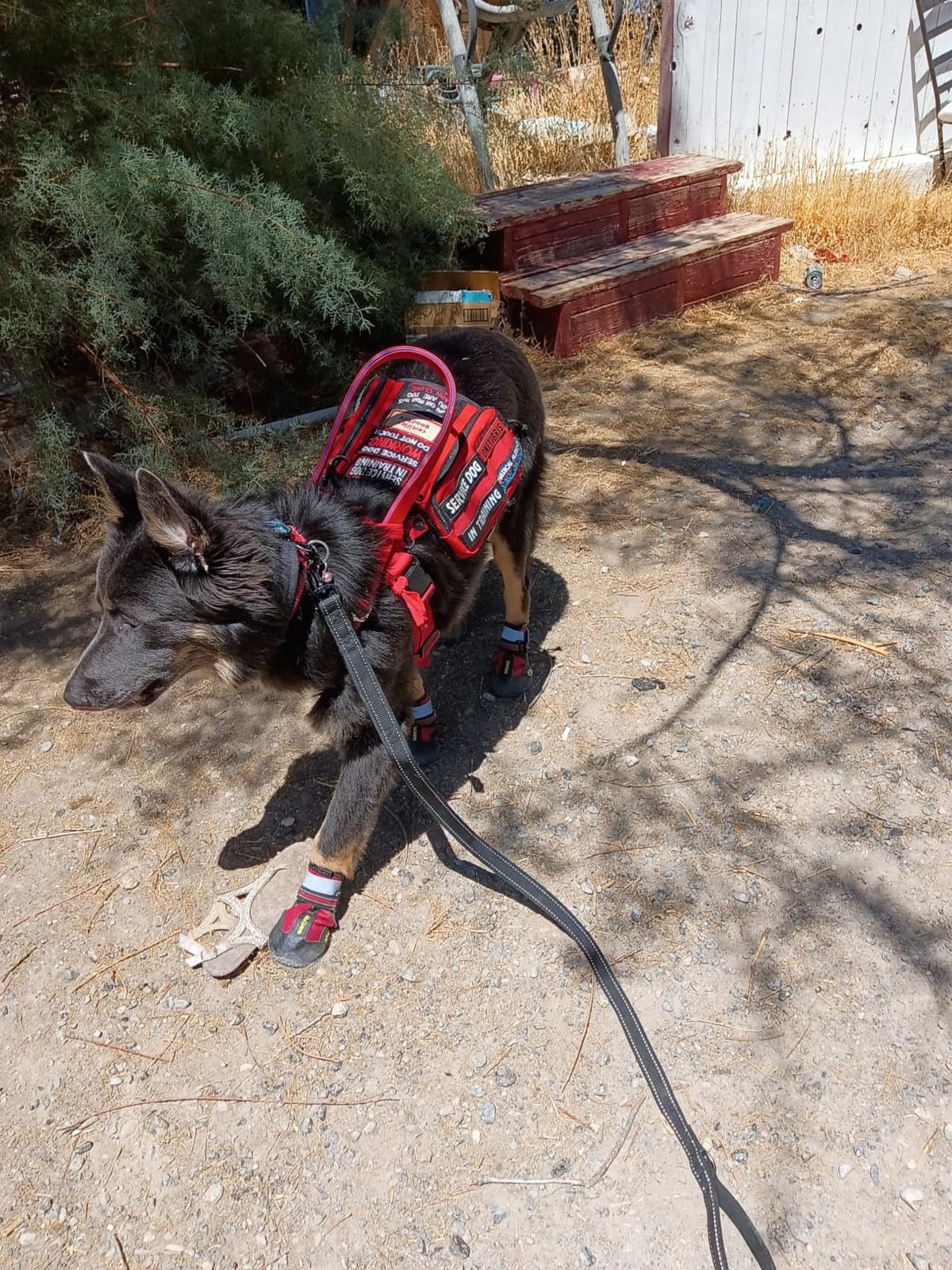 QUMY Dog Shoes for Hot Pavement, Dog Snow Boots & Paw Protectors for Winter customer photo 1