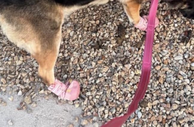 QUMY Dog Shoes for Hot Pavement, Dog Snow Boots & Paw Protectors for Winter customer photo 2