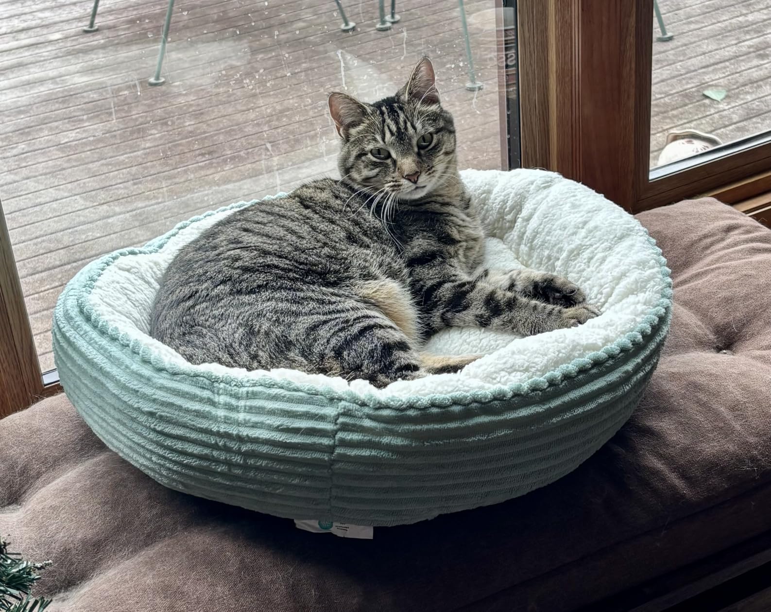Love's cabin Round Donut Cat and Dog Cushion Bed, 20in Bed for Cats or Small Dogs, Anti-Slip & Water-Resistant Bottom, Super Soft Durable Fabric Pet Beds, Washable Luxury Cat & Dog Bed Gray customer photo 2