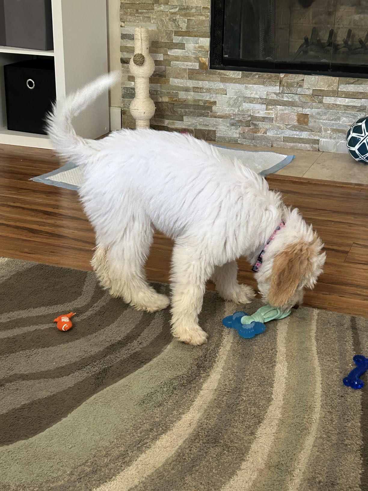 Nylabone Puppy Chew 2-in-1 Teething Freezer Bone Dog Chew Toy, Small | Peanut butter flavor, teething toys for puppies, puppy teething freezable to soothe sore gums, for small puppies up to 25 lbs customer photo 1