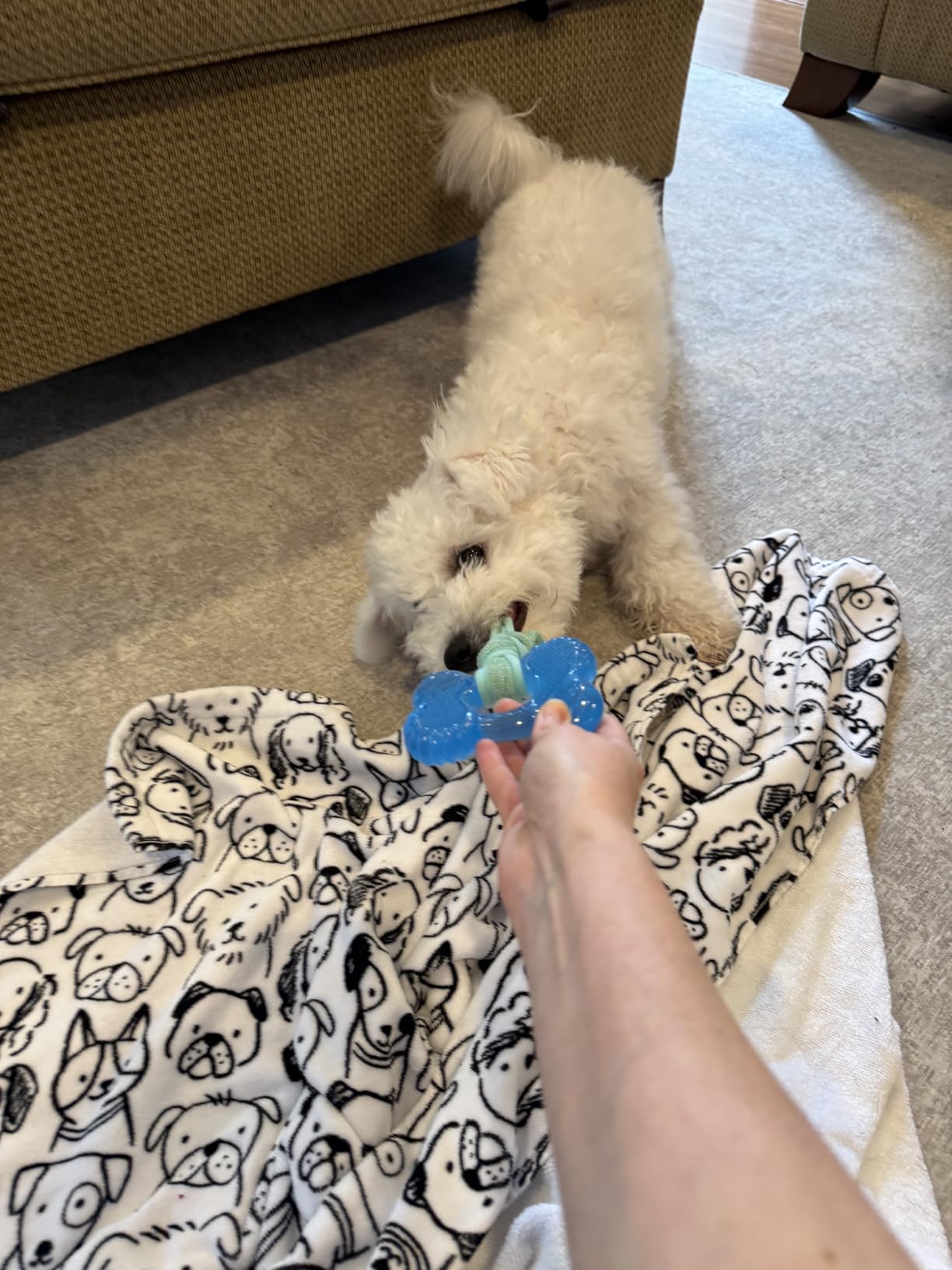 Nylabone Puppy Chew 2-in-1 Teething Freezer Bone Dog Chew Toy, Small | Peanut butter flavor, teething toys for puppies, puppy teething freezable to soothe sore gums, for small puppies up to 25 lbs customer photo 2