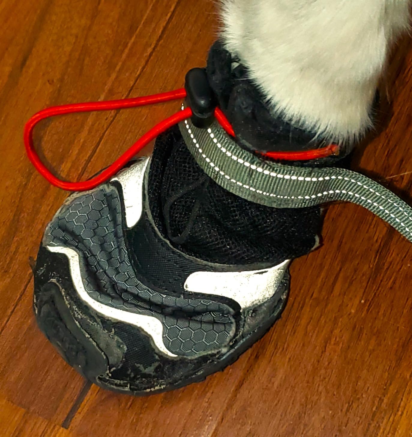 Kurgo Blaze Dog Boots - Protects Paws in All Seasons - Breathable Fabric - Water Resistant Dog Shoes - Dual Ankle Closure - Reflective Dog Boots - Includes 4 Shoes - Chili Red/Black - XXS customer photo 1