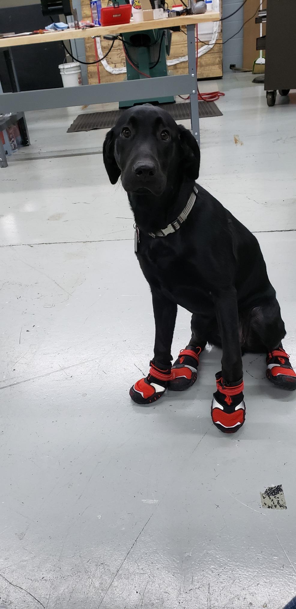 Kurgo Blaze Dog Boots - Protects Paws in All Seasons - Breathable Fabric - Water Resistant Dog Shoes - Dual Ankle Closure - Reflective Dog Boots - Includes 4 Shoes - Chili Red/Black - XXS customer photo 2