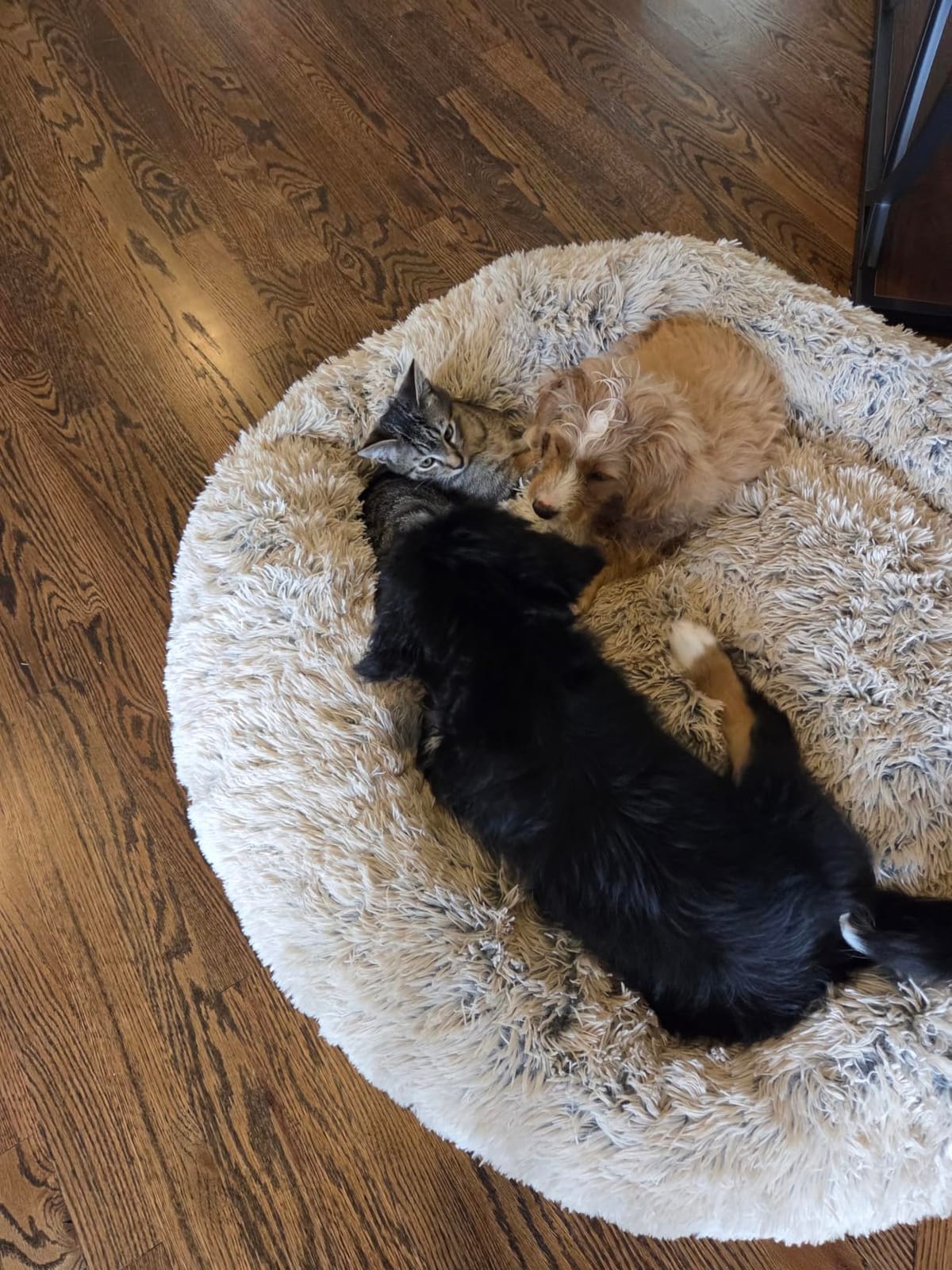 Best Friends by Sheri Original Calming Donut Dog Bed, Taupe, Medium, 30