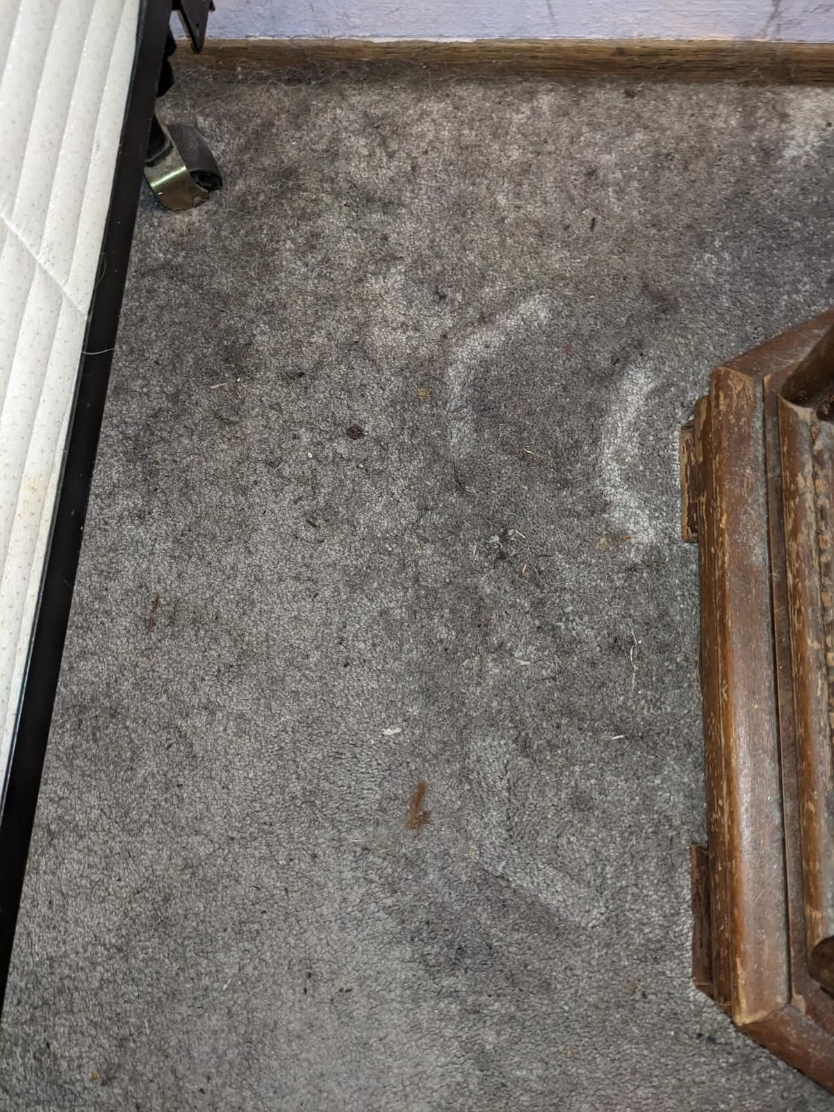 Miele Classic C1 Pure Suction Vacuum for Hard Floors & Low-Pile Carpet customer photo 1