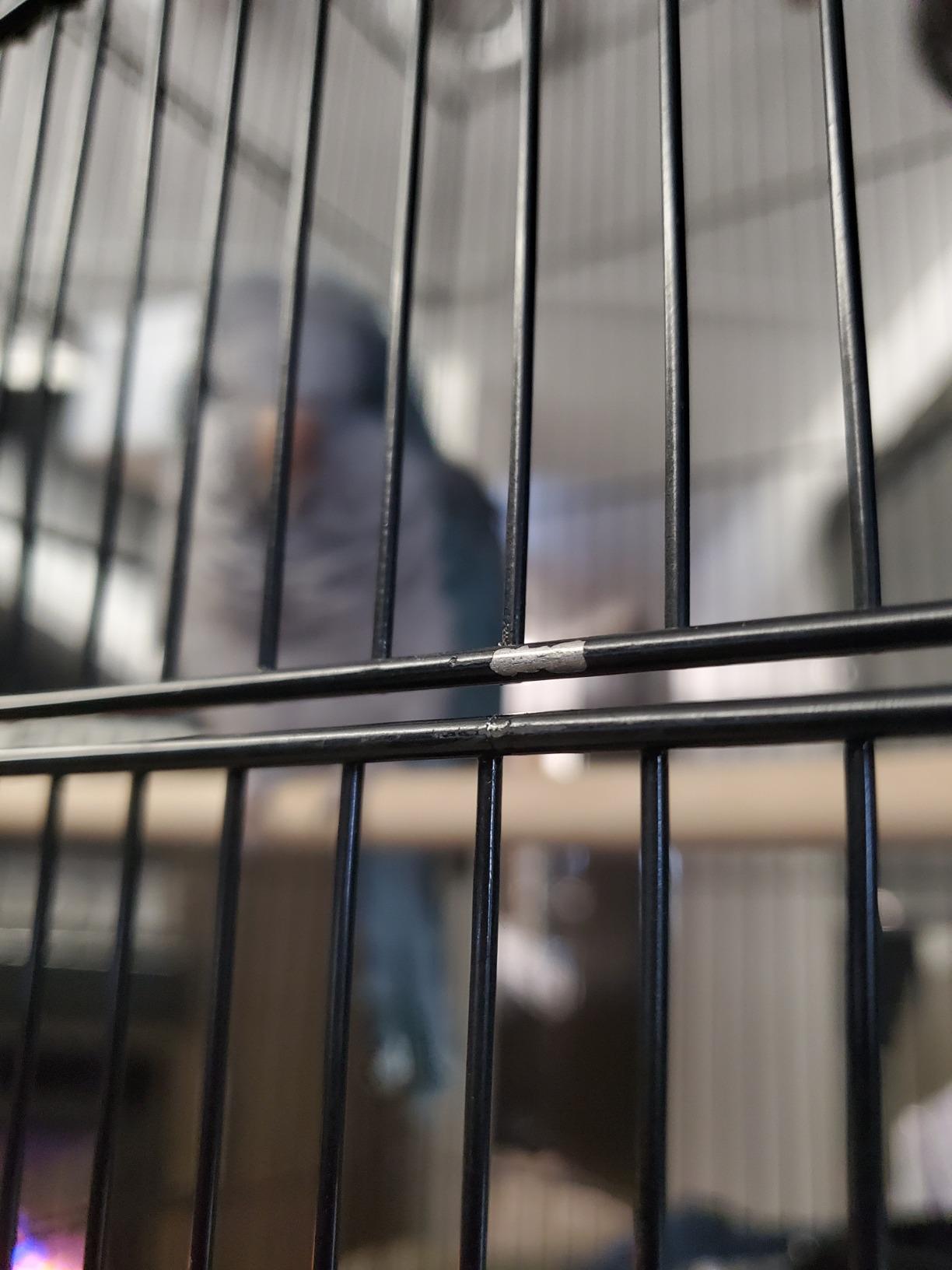 SUPER DEAL 59.3 Rolling Bird Cage Large Wrought Iron Cage for Cockatiel Sun Conure Parakeet Finch Budgie Lovebird Canary Medium Pet House with Rolling Stand & Storage Shelf customer photo 1