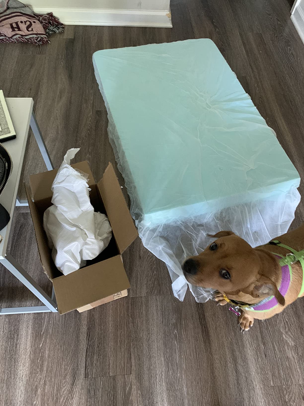 Pet Dog Bed Blue Cooling Gel Infused High Density Solid Memory Foam Pad (41x27x4 inches) customer photo 1