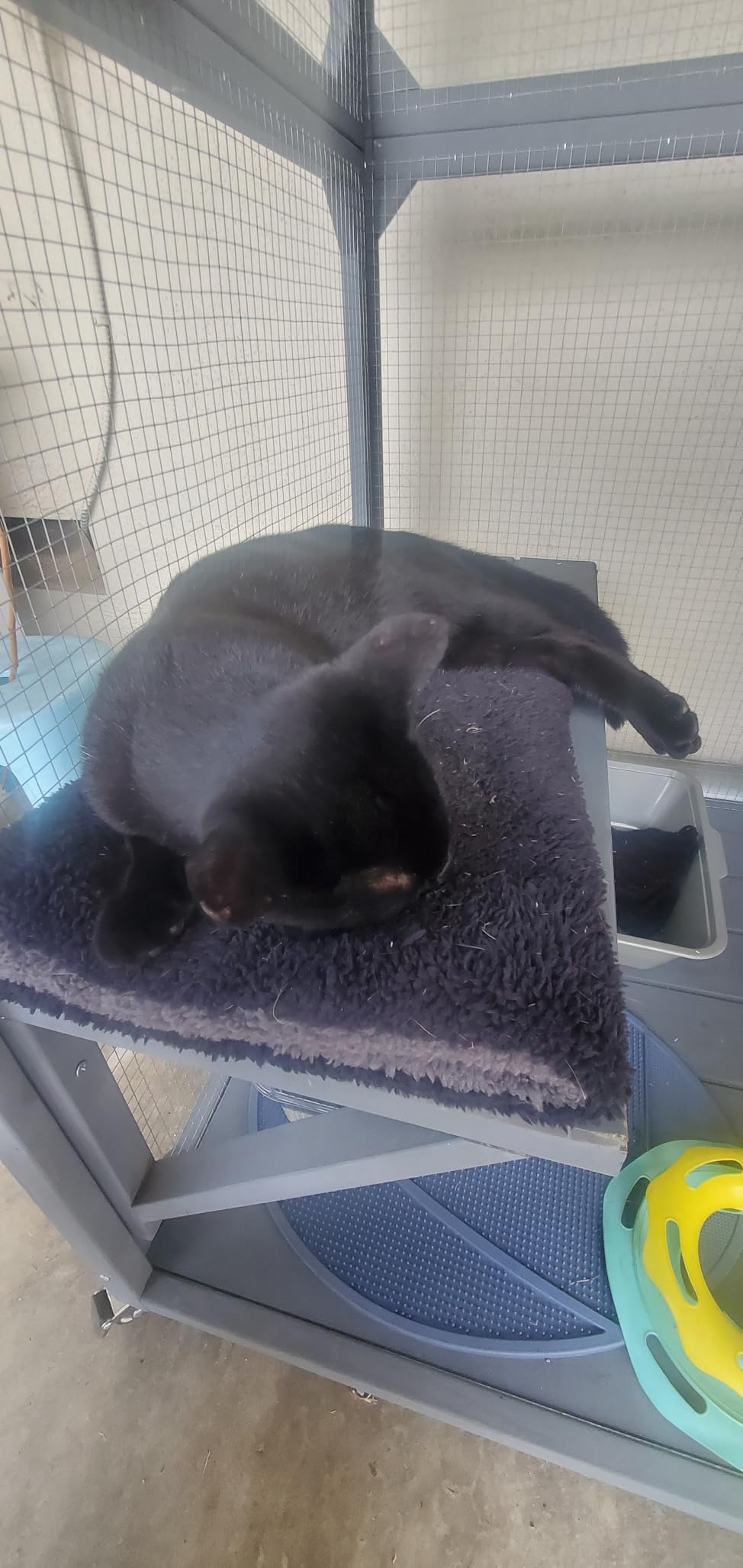 K&H Self-Warming Cat Bed Pad, Self Heating Pad, Small 21 X 17 Oatmeal/Choco customer photo 1