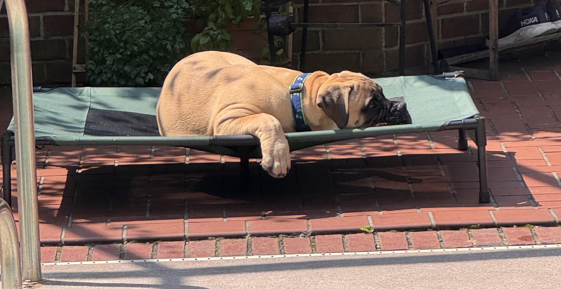 K&H Outdoor Elevated Dog Bed, Cooling Raised Dog Bed, Gray, XL 50x32in customer photo 1