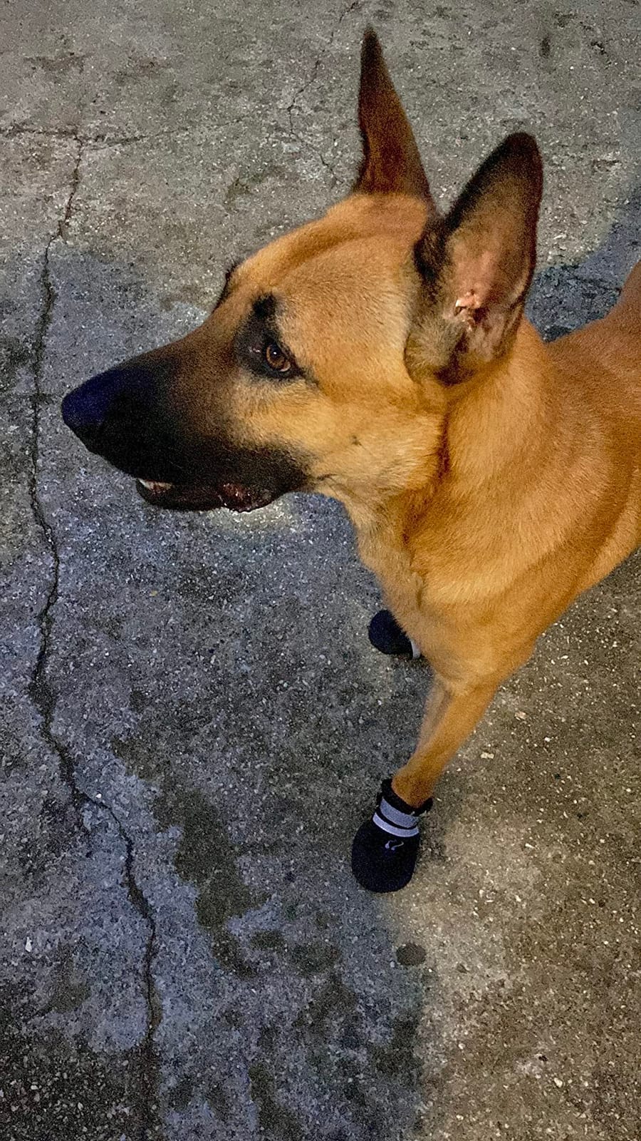 Dimicoo Breathable Dog Boots for Medium Large Dogs,Non-Slip Dog Shoes for Summer Hot Pavement,Lightweight Paw Protector for Outdoor Indoor customer photo 1