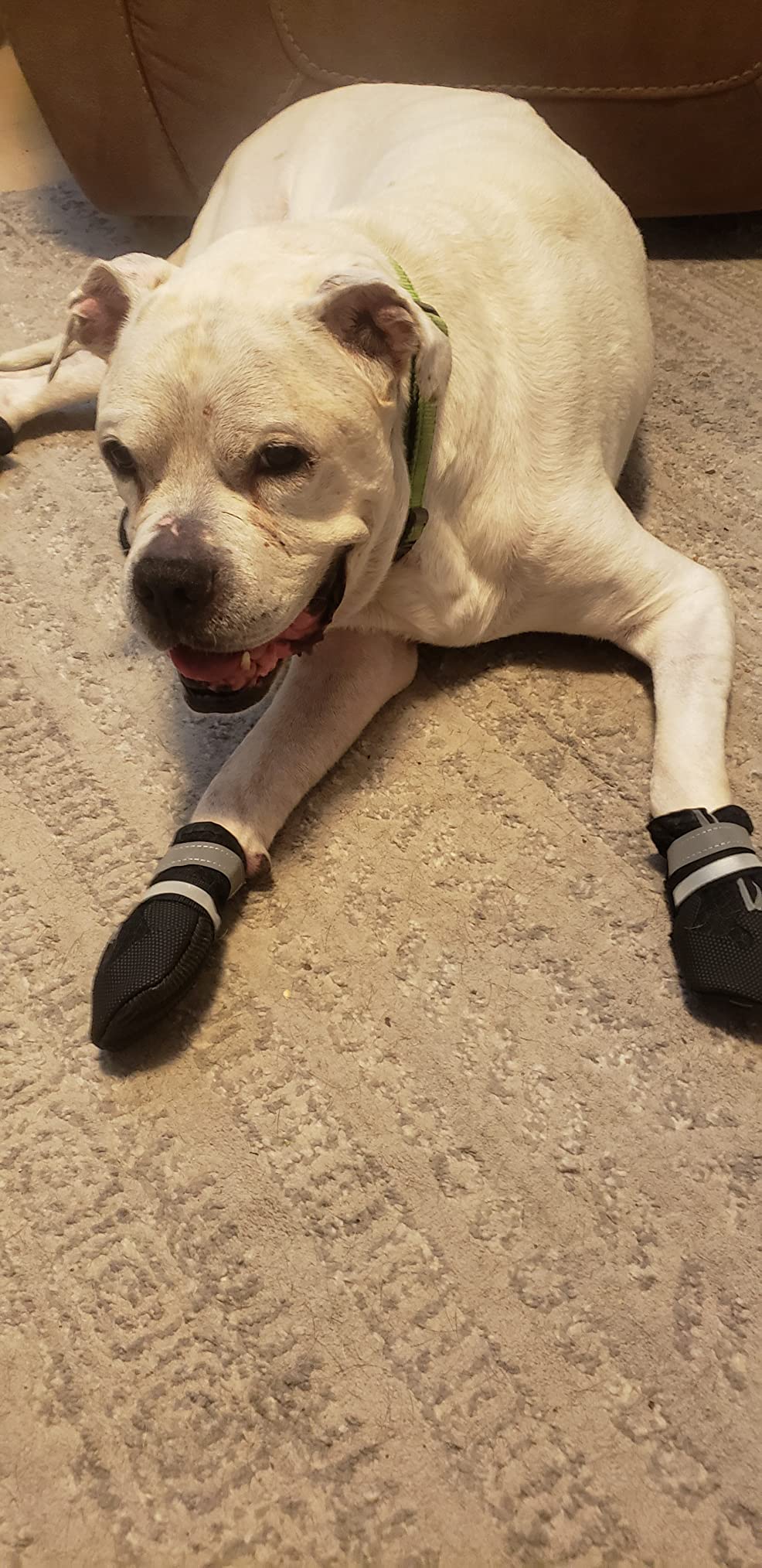 Dimicoo Breathable Dog Boots for Medium Large Dogs,Non-Slip Dog Shoes for Summer Hot Pavement,Lightweight Paw Protector for Outdoor Indoor customer photo 2