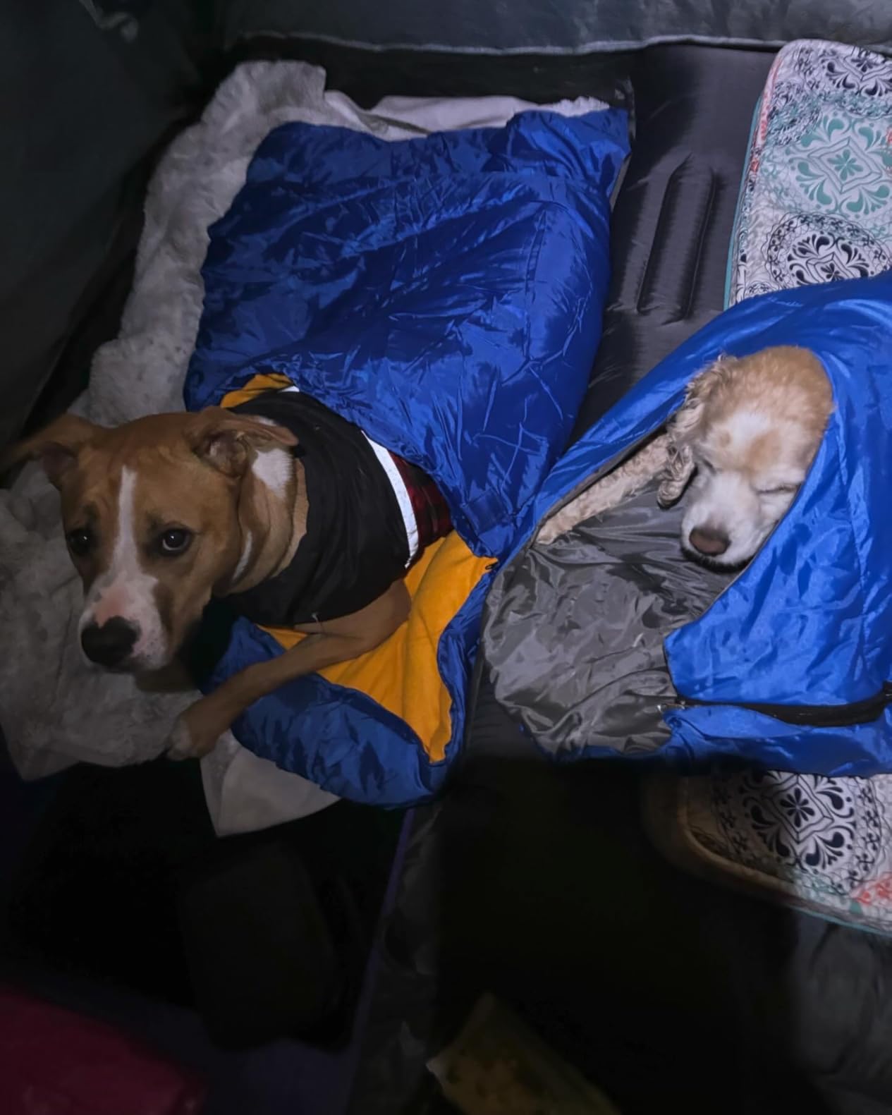Lifeunion Dog Sleeping Bag with Storage Bag customer photo 2