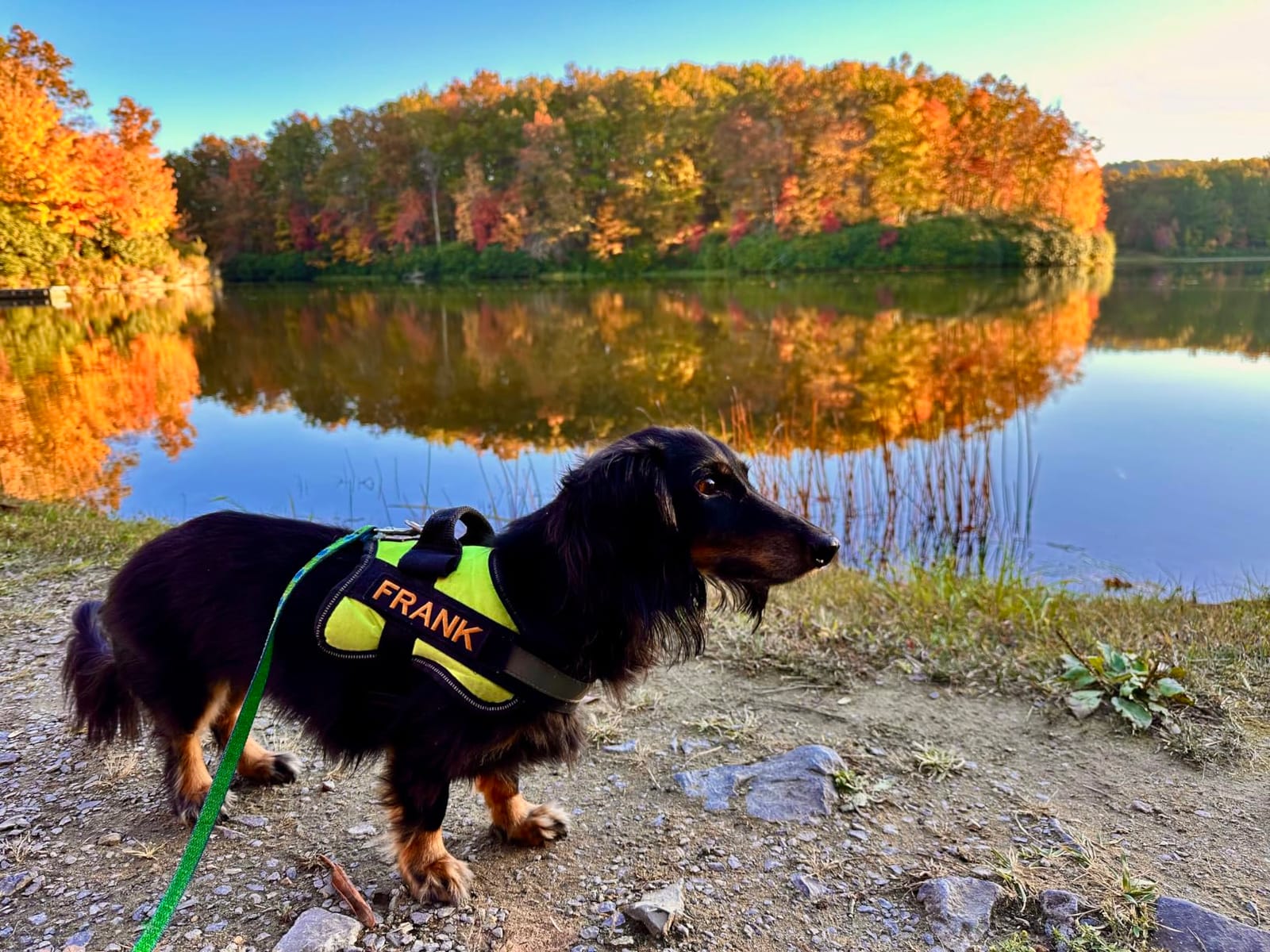 Bolux Dog Harness, No-Pull Reflective Dog Vest, Breathable Adjustable Pet Harness with Handle for Outdoor Walking - No More Pulling, Tugging or Choking (Dark Green, M) customer photo 1