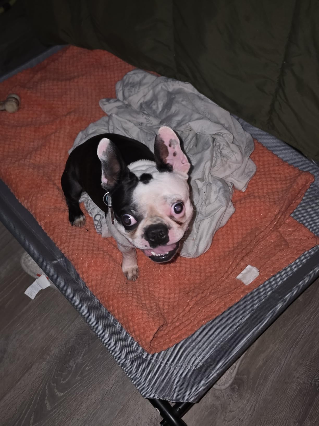 Raised Pet Cot for Small Pets customer photo 1