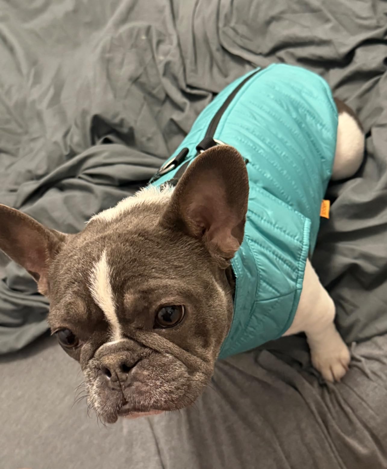 Gooby Puffer Vest Dog Jacket, Pink, Large customer photo 1