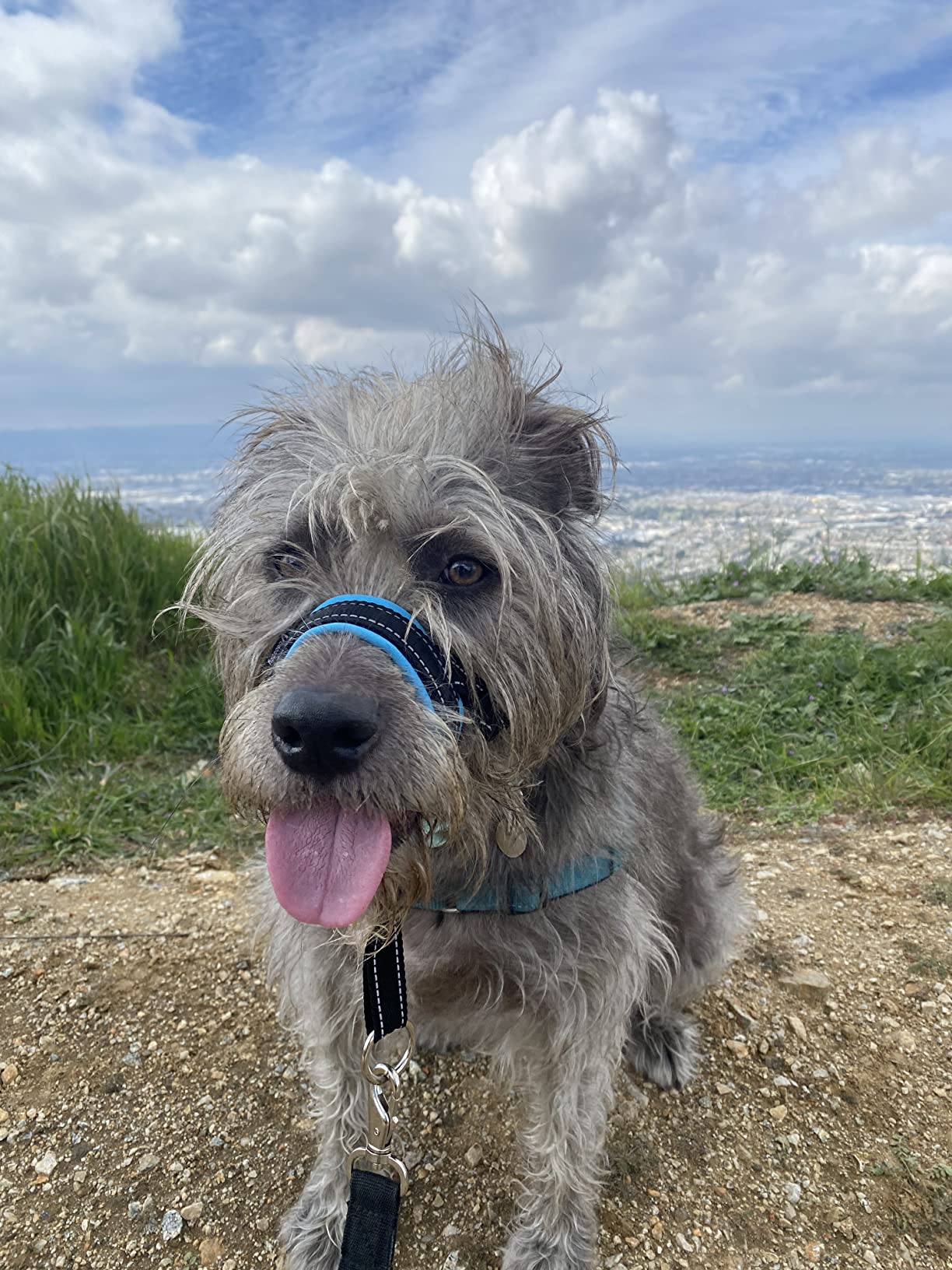 GoodBoy Dog Head Halter with Safety Strap - Stops Heavy Pulling On The Leash - Padded Headcollar for Small Medium and Large Dog Sizes - Head Collar Training Guide Included (Size 3, Blue) customer photo 1