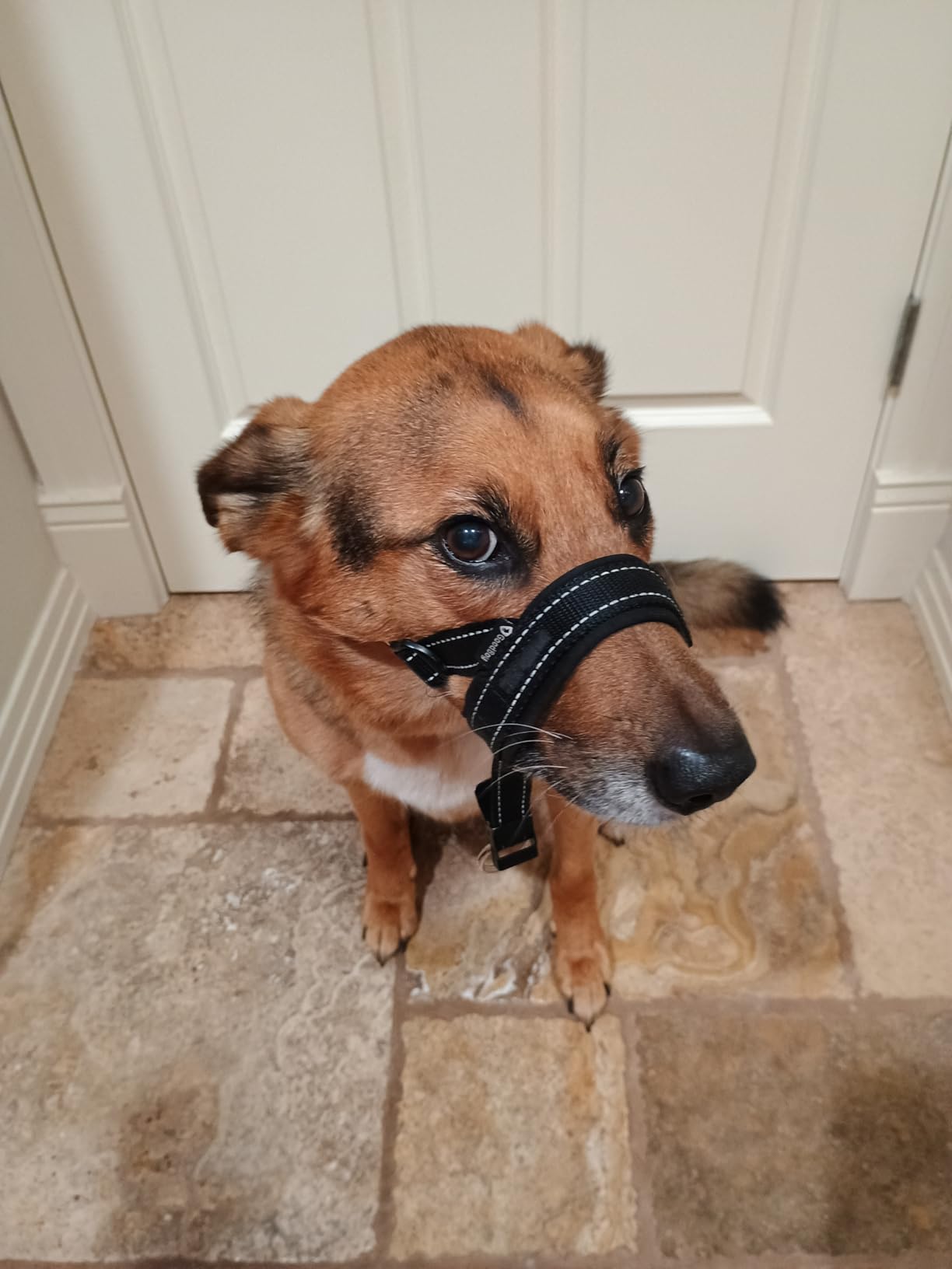 GoodBoy Dog Head Halter with Safety Strap - Stops Heavy Pulling On The Leash - Padded Headcollar for Small Medium and Large Dog Sizes - Head Collar Training Guide Included (Size 3, Blue) customer photo 2