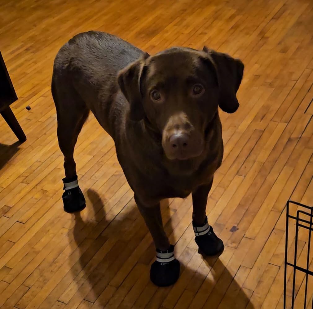 Dimicoo Water-Resistant Dog Boots for Medium Large Dogs,Non-Slip Dog Shoes for Winter Snow,Lightweight Paw Protector for Cold Pavement,Soft Dog Booties for Outdoor Walking Indoor Hardfloors customer photo 2