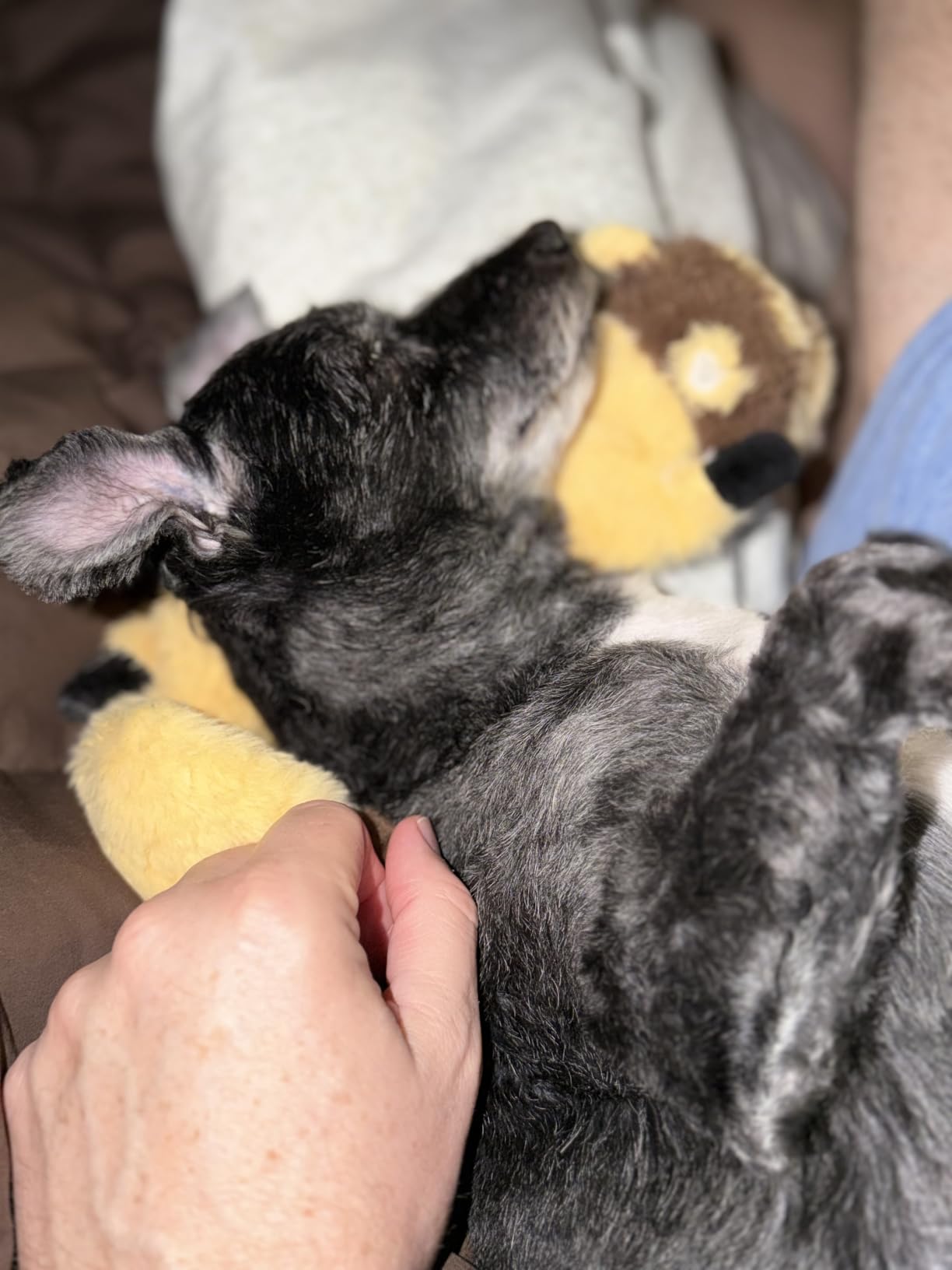 Dog Squeaky Chew Toys No Stuffing Soft Plush for Small Medium Large Breed | Best Birthday Gifts to Keep Them Busy Chewer Teething Chewing Fetch Interactive Squeakers Pet Supplies Bundle Tough Durable customer photo 2