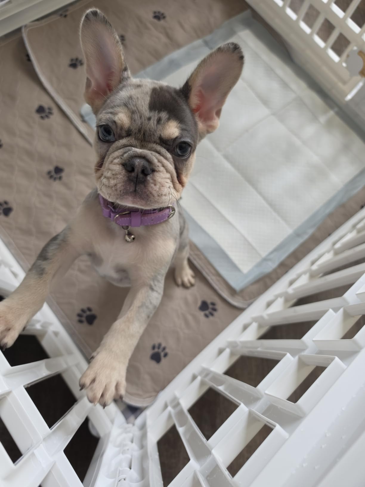 IRIS USA 8-Panel Dog Playpen, Pet Enclosure, White customer photo 2