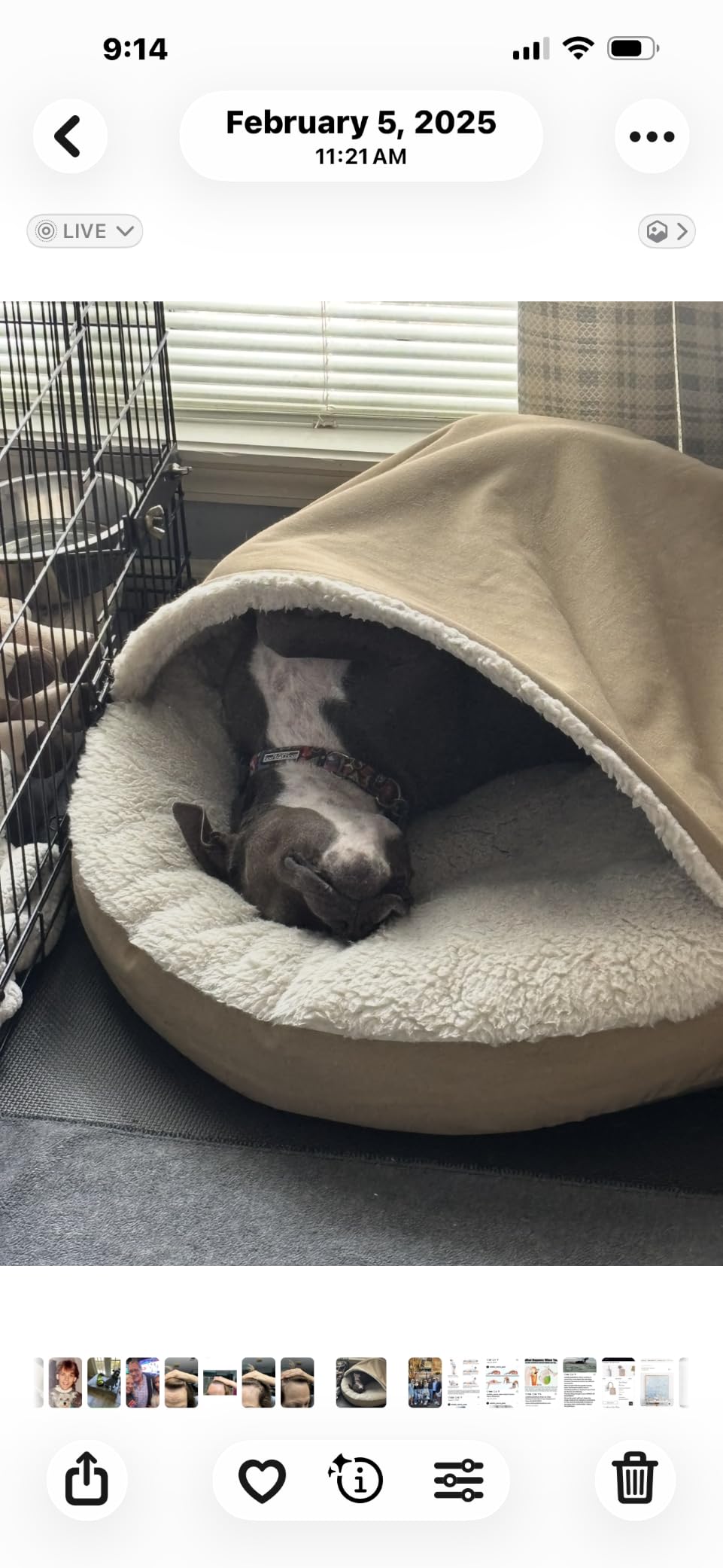 Snoozer Cozy Cave Dog Bed, Round Covered Dog Bed, Heather Gray (L) | For small-medium sized pets, Removable washable cover, Calming dog bed with blanket hood, Great for burrowers, USA company customer photo 1