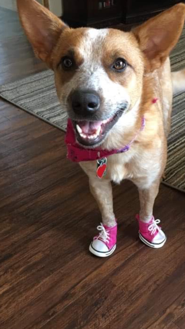URBEST 4 Pcs Pet Dog Puppy Canvas Sport Shoes, Sneaker Boots, Outdoor Nonslip Causal Shoes (4#, Pink) customer photo 1