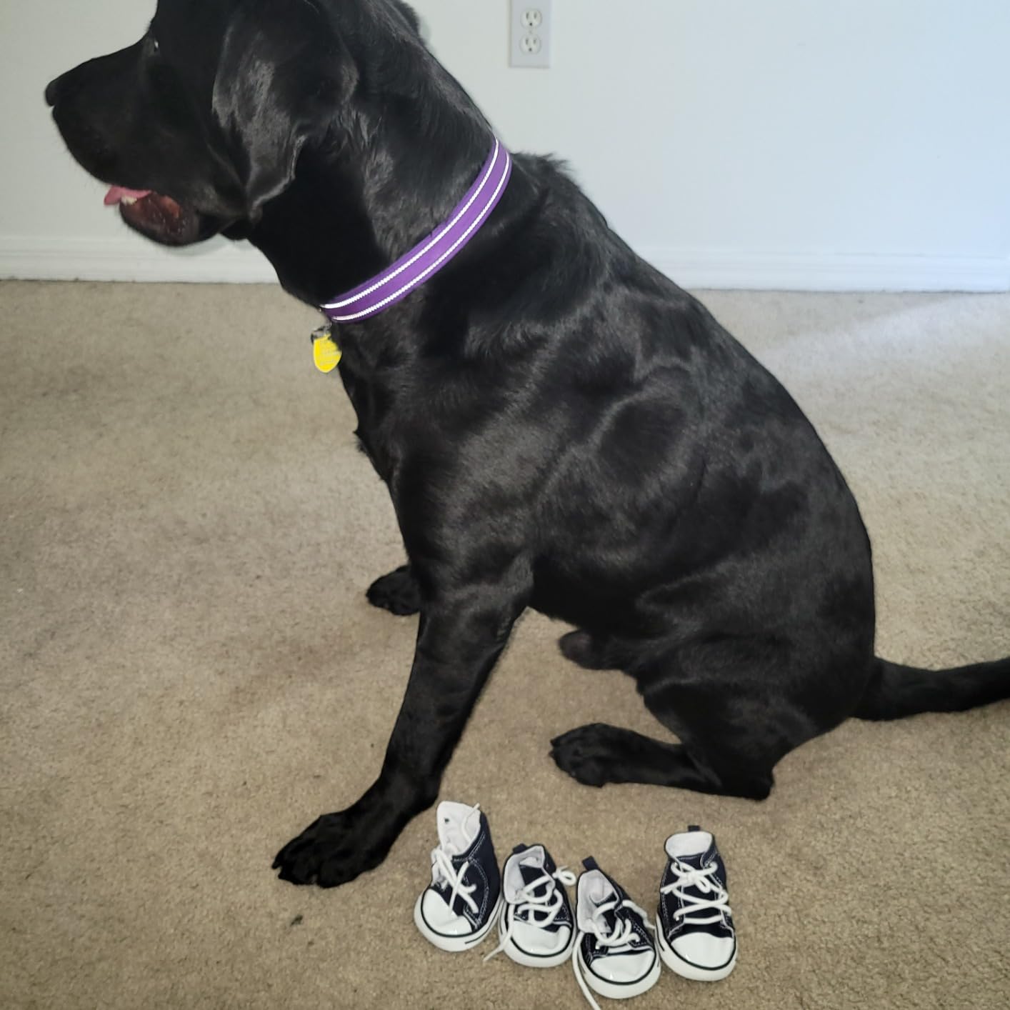 URBEST 4 Pcs Pet Dog Puppy Canvas Sport Shoes, Sneaker Boots, Outdoor Nonslip Causal Shoes (4#, Pink) customer photo 2