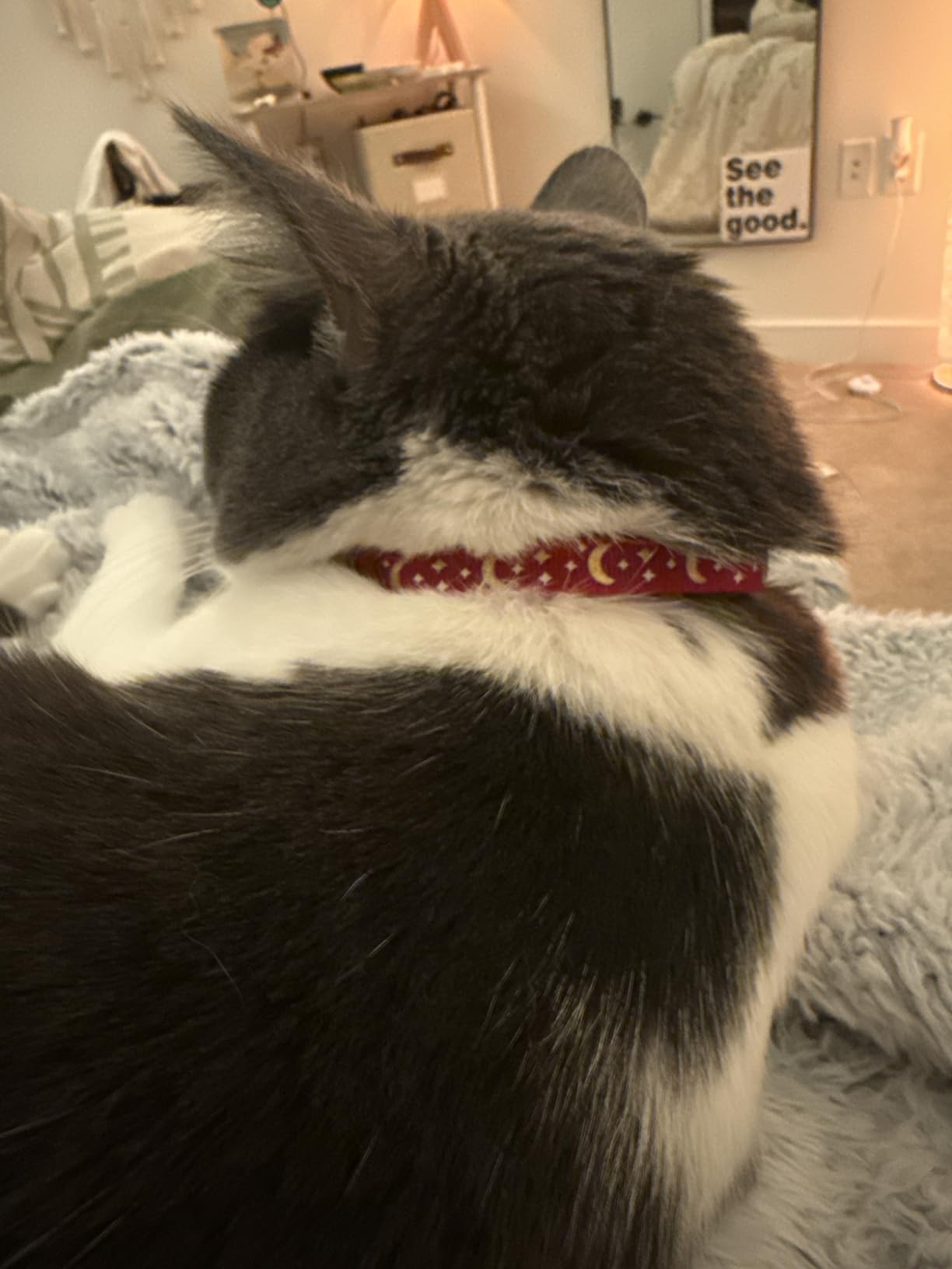 Breakaway Cat Collar with Bell for Kittens & Cats customer photo 2