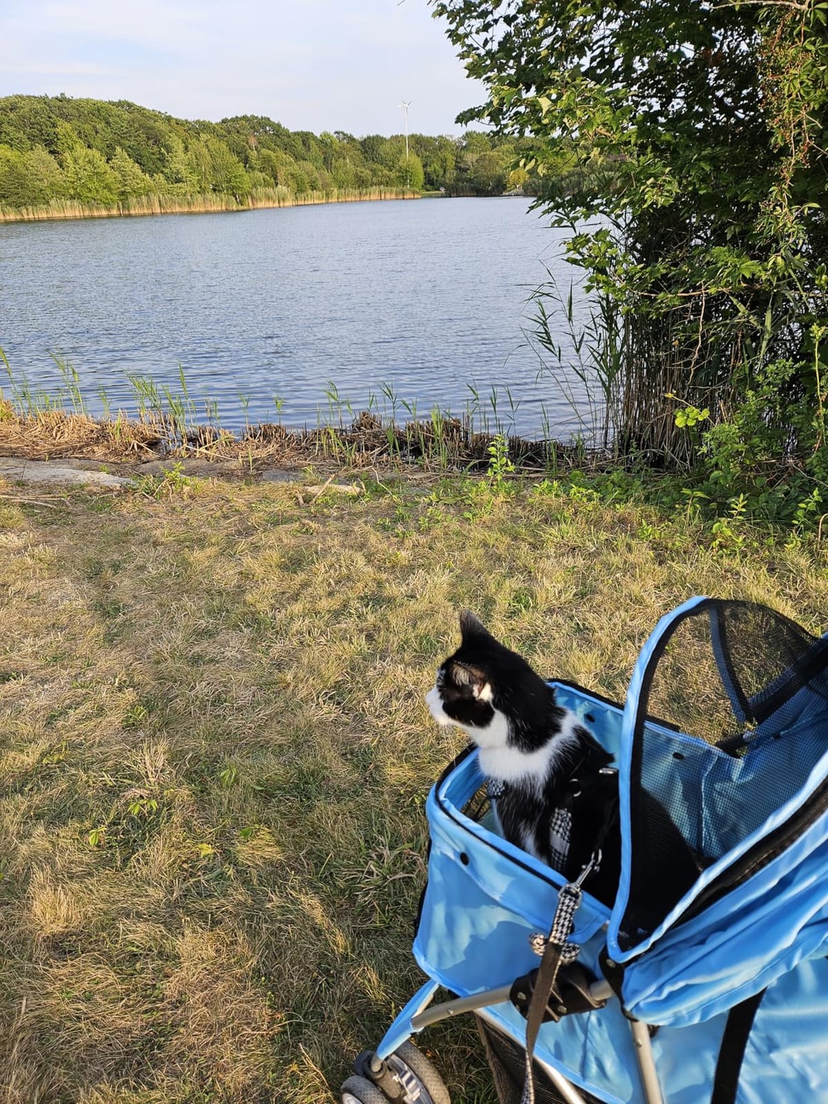 ZENY Foldable Pet Stroller, Cat/Dog Stroller with 4 Wheels customer photo 2