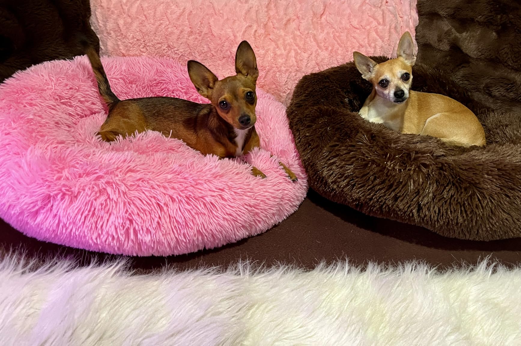 Dog Bed for Small Dogs & Cats, 24 Inch Medium Fluffy Washable Donut Bed customer photo 2