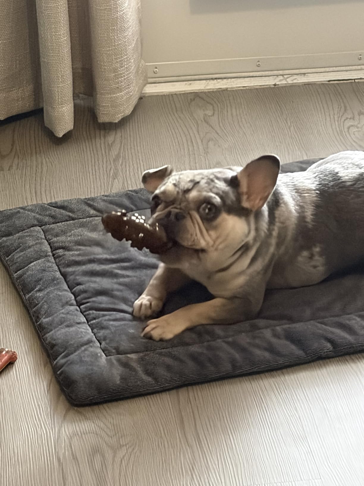 Nylabone Textured Ring Power Chew Toy for Small Dogs Up to 25 lbs customer photo 1