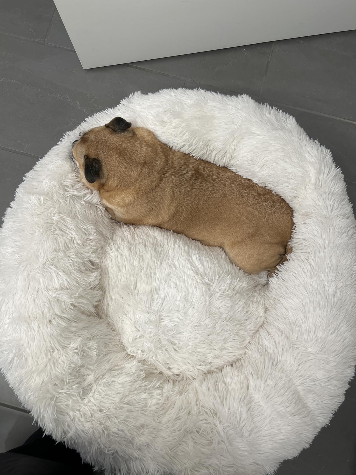 HACHIKITTY Calming Donut Cuddler Dog Bed, Round Fluffy Pet Bed with Sewn-in Cushion for Large Dogs,Washable, Large, Taupe, 30'' customer photo 1