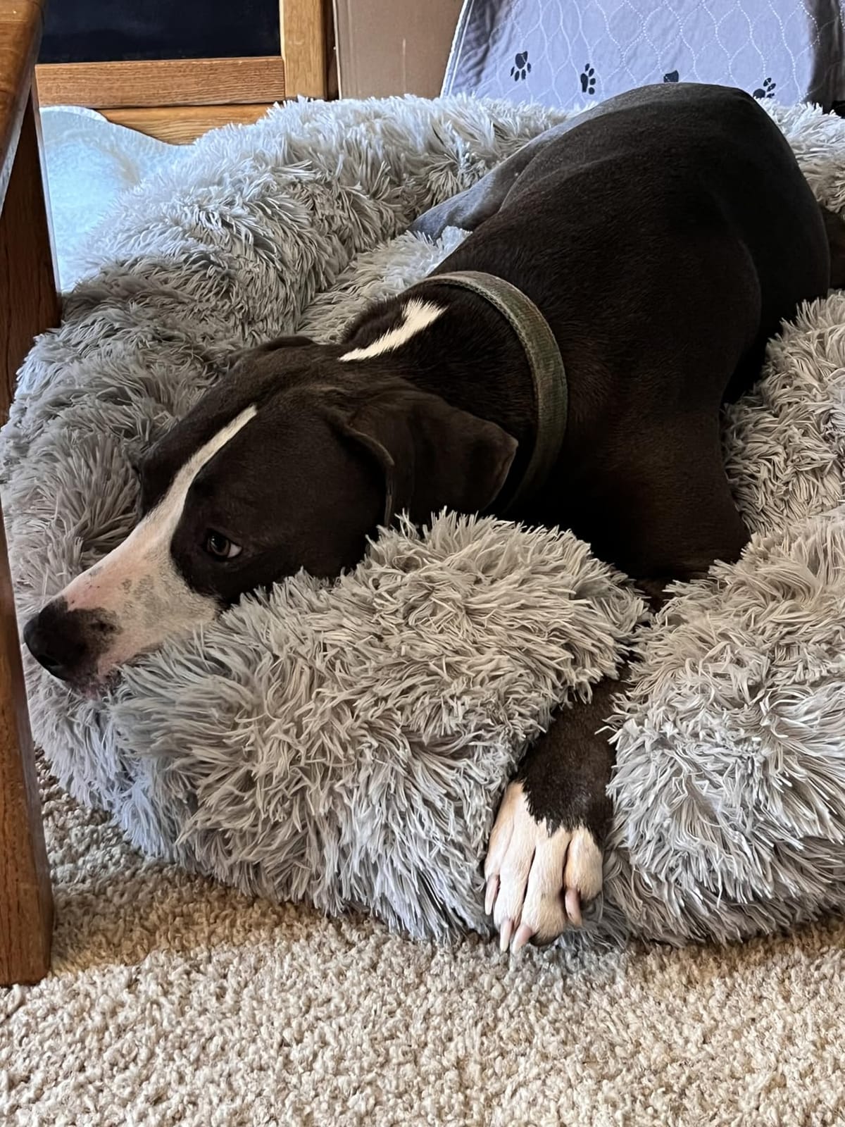 HACHIKITTY Calming Donut Cuddler Dog Bed, Round Fluffy Pet Bed with Sewn-in Cushion for Large Dogs,Washable, Large, Taupe, 30'' customer photo 2