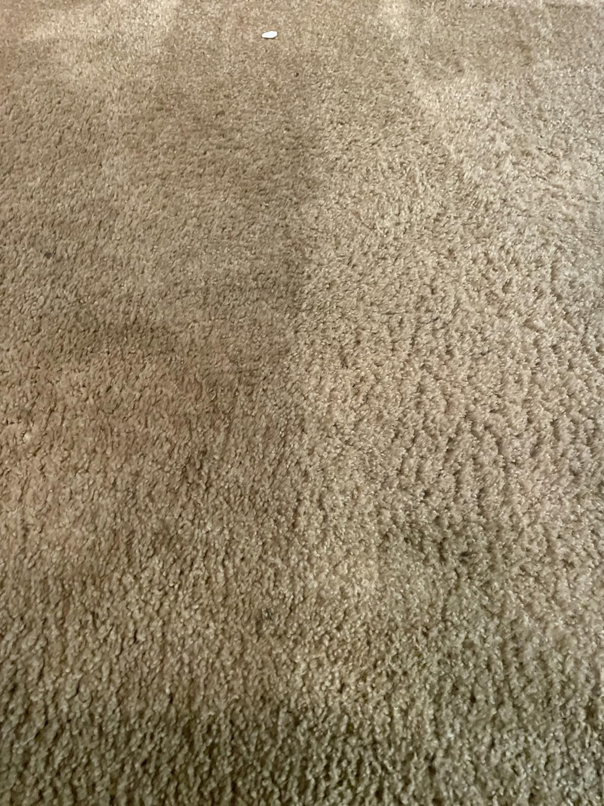 Hoover SmartWash Pet Automatic Carpet Cleaner Machine with Spot Chaser Wand customer photo 1