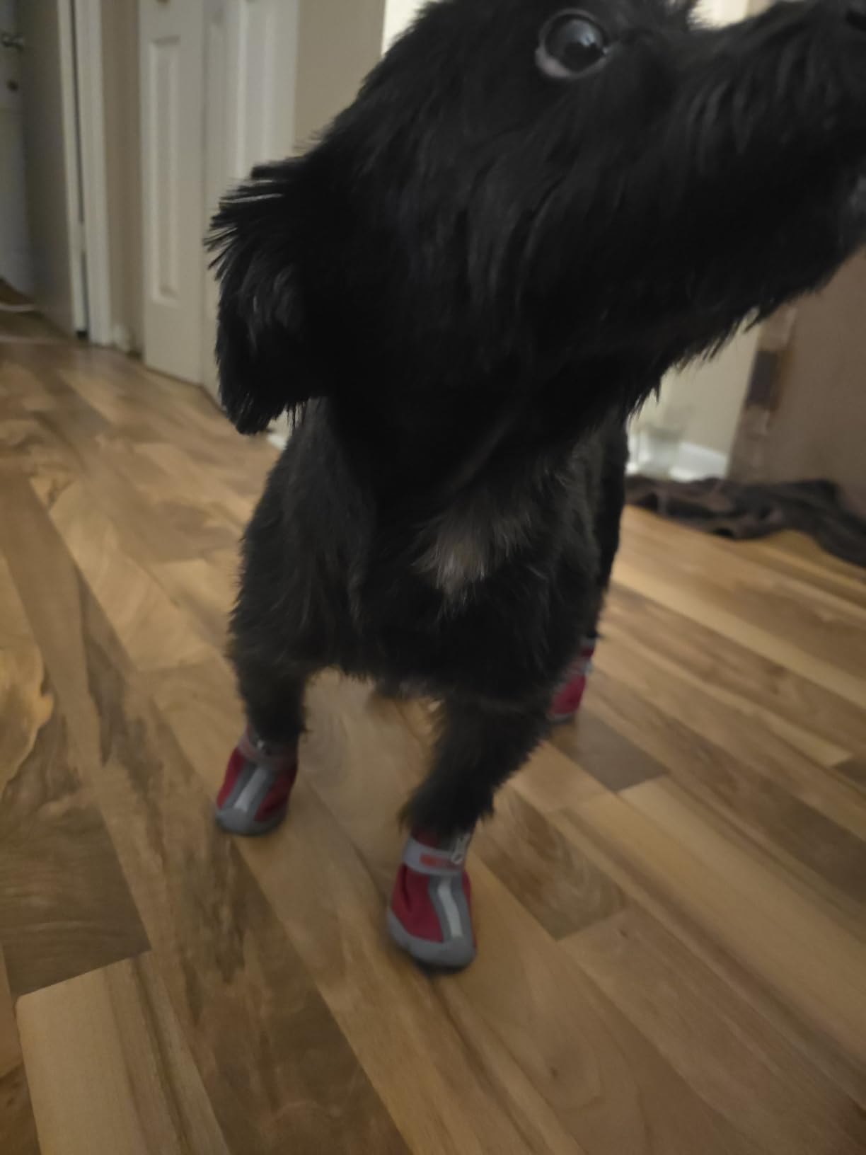QUMY Dog Shoes Small Size Dogs, Dog Snow Boots & Paw Protectors for Winter customer photo 1