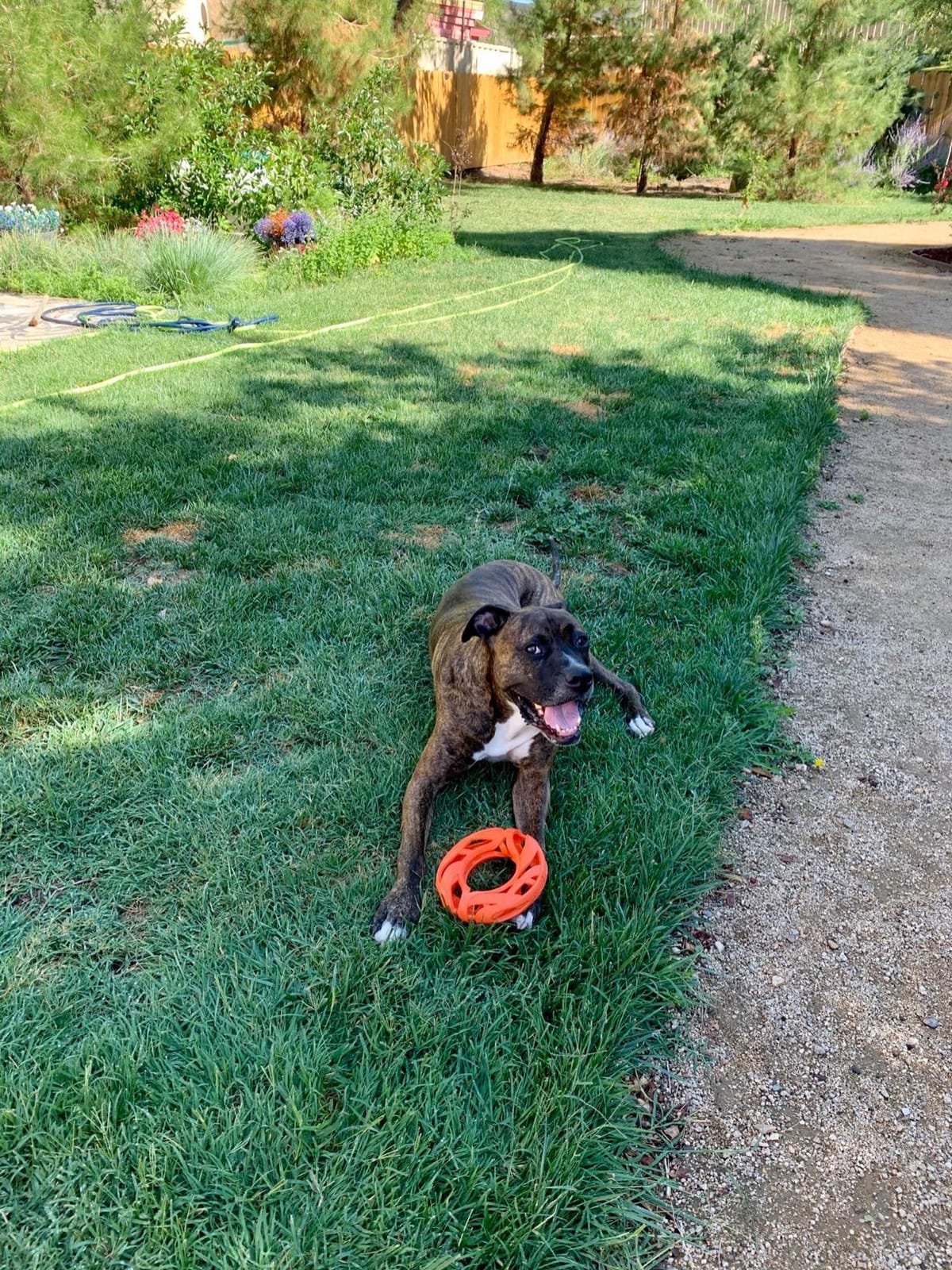 Chuckit! Air Fetch Wheel Dog Toy, Orange customer photo 1
