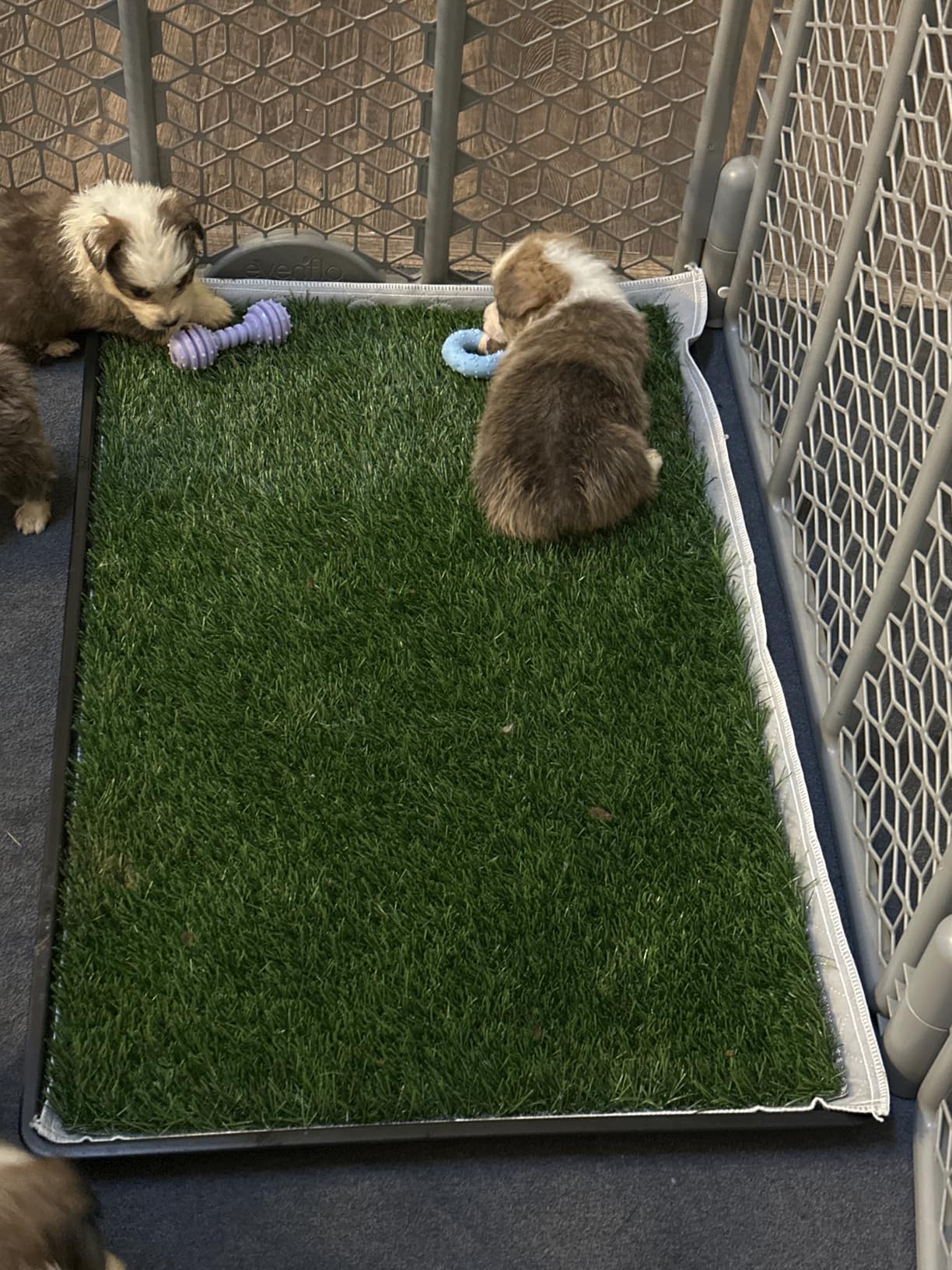 Dog Grass Pad with Tray for Dogs Puppy Potty Training to Pee & Poop Indoor | Dog Litter Boxes with Faster Drainage Artificial Grass & Quick-Absorbency Washable Pee Pads, Easy to Clean & Dry customer photo 1