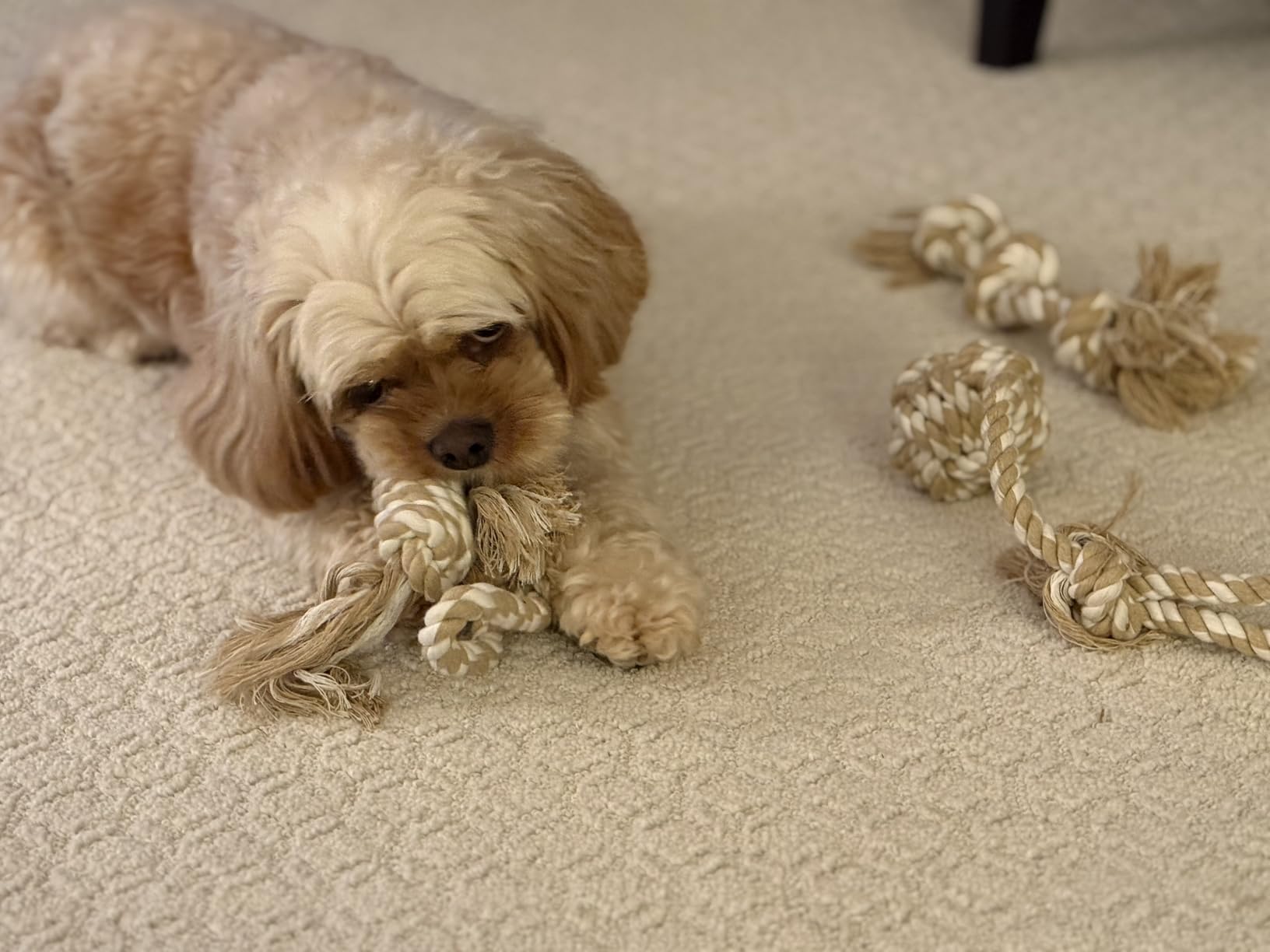Fida Dog Rope Toys, 4 Pack Cotton Puppy Teething and Chew Toys customer photo 2