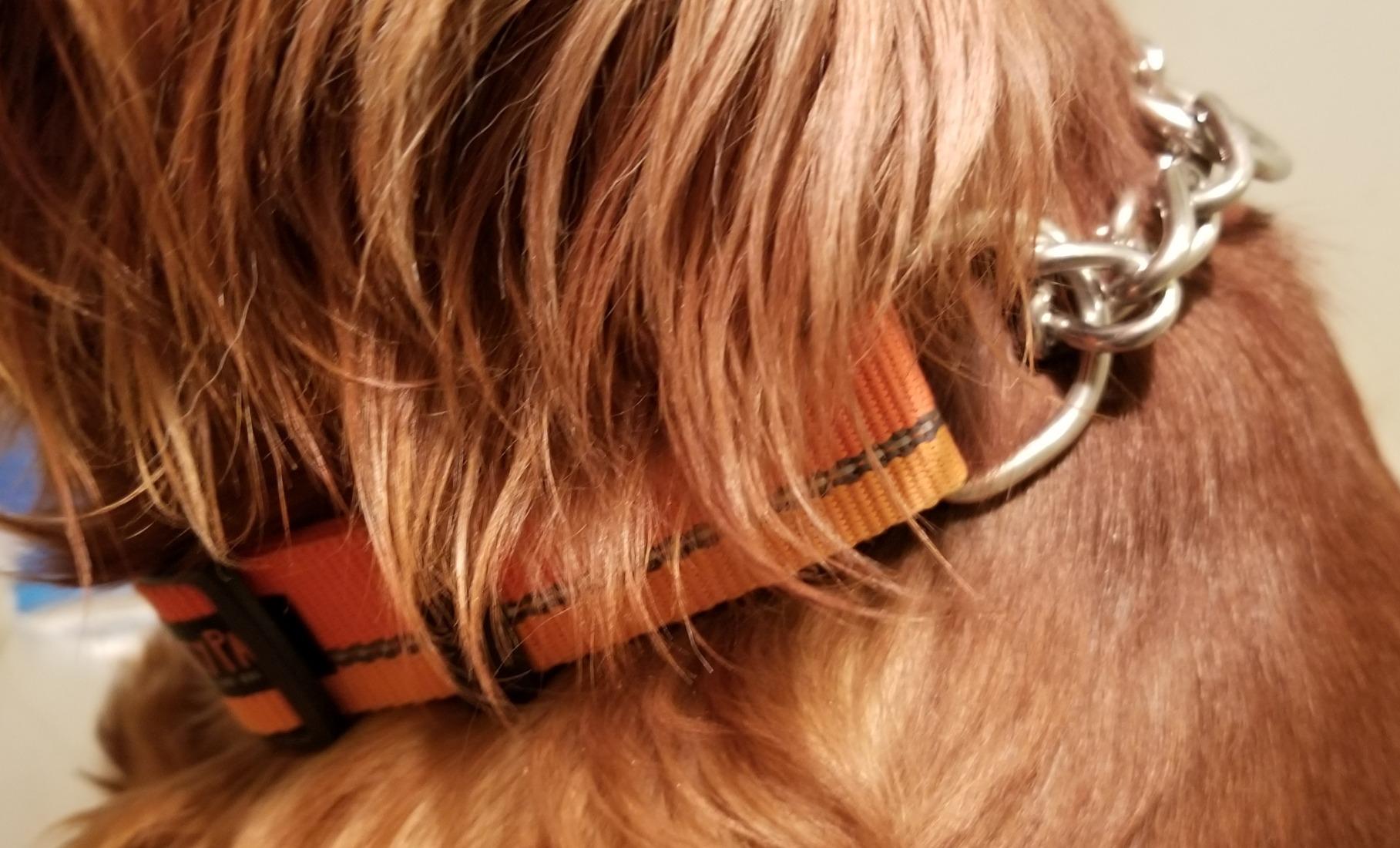 Mighty Paw Martingale Dog Collar - Gentle Correction with No More Pulling - Strong 100% Stainless Steel Chain - Weatherproof Won't Rust - Built to Last Premium Quality Nylon - Durable Plastic Buckle customer photo 2