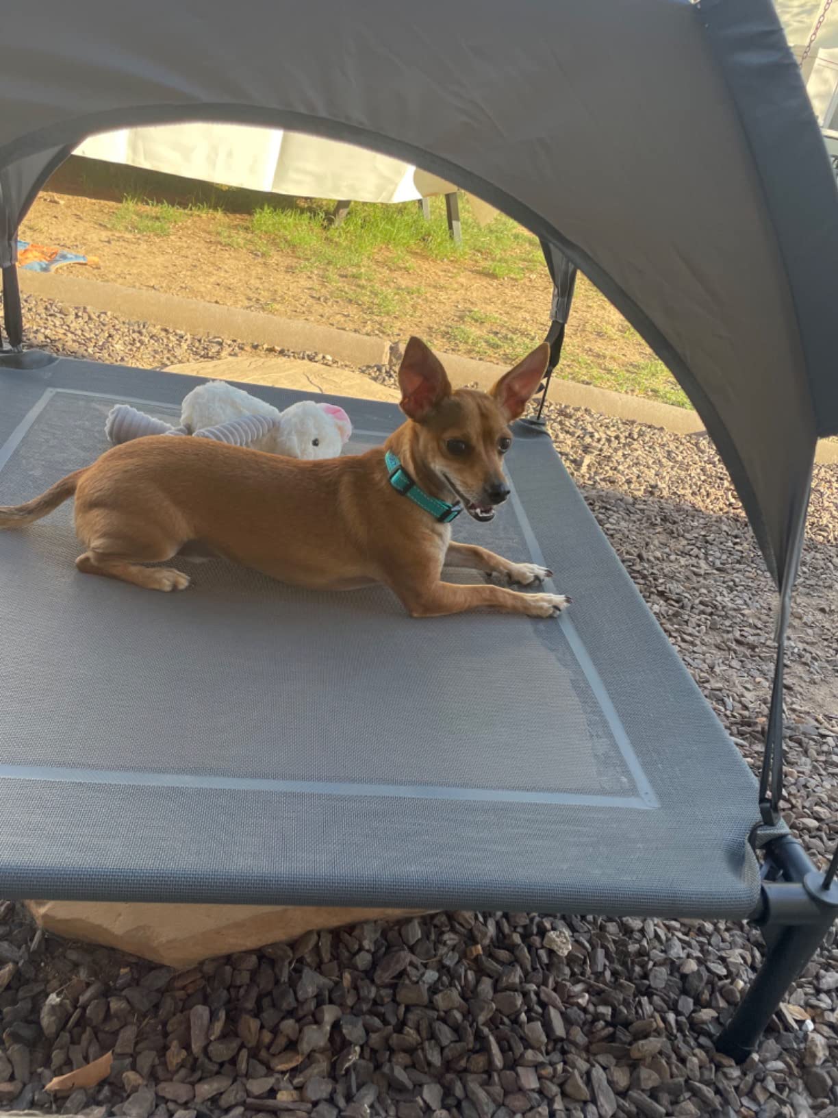 GIANTEX Elevated Dog Bed with Removable Canopy, Portable Raised Pet Cot Cooling Dog Bed for Camping Beach Lawn, Keep Dogs Cats Cool in Summer, Breathable Fabric Steel Frame, Easy Assembly customer photo 1