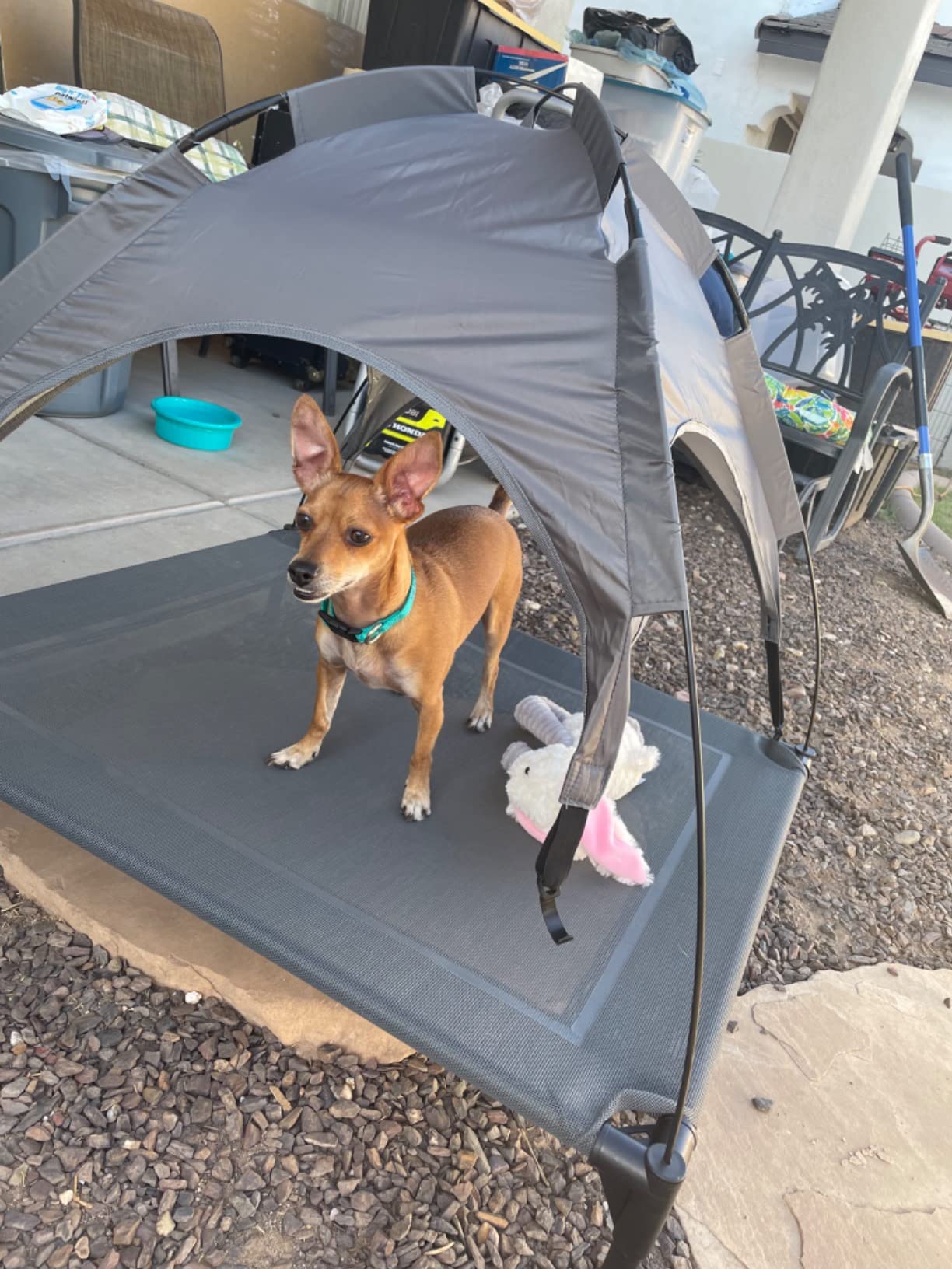 GIANTEX Elevated Dog Bed with Removable Canopy, Portable Raised Pet Cot Cooling Dog Bed for Camping Beach Lawn, Keep Dogs Cats Cool in Summer, Breathable Fabric Steel Frame, Easy Assembly customer photo 2