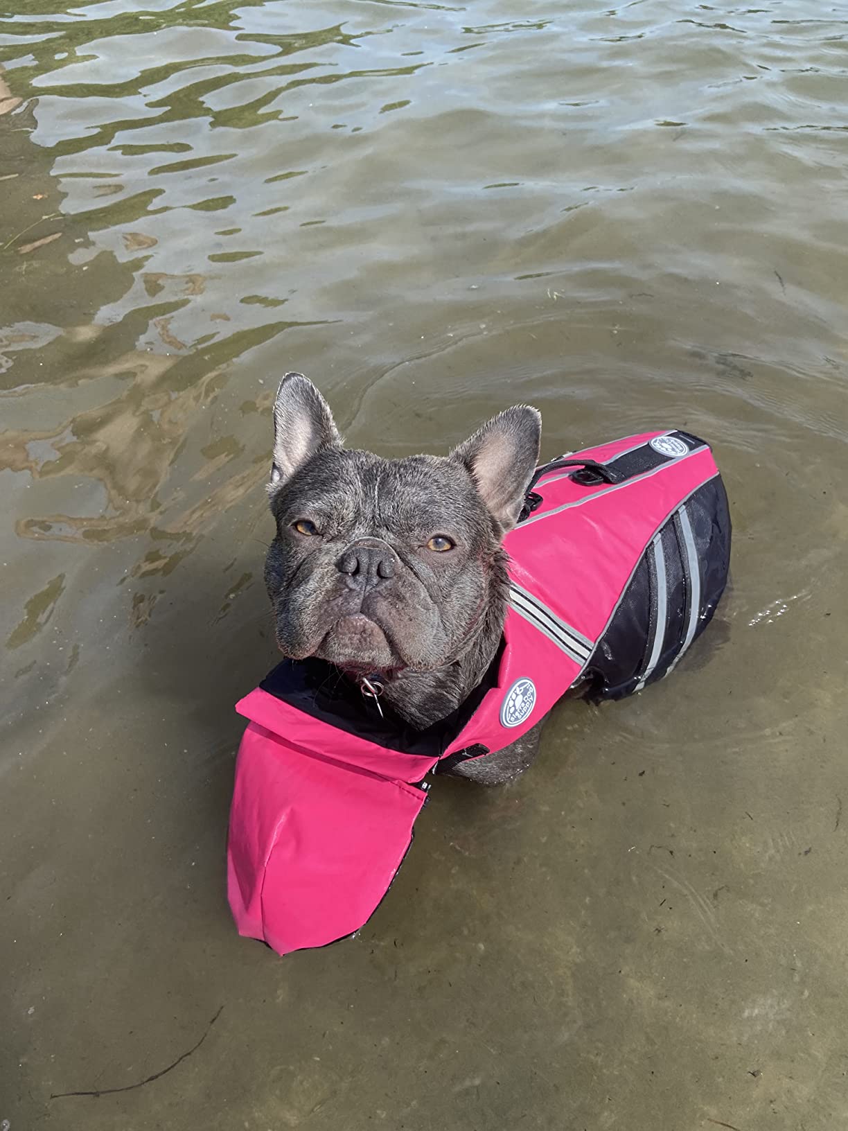 Petglad French Bulldog Life Jacket with Chin Float for Dog Swimming, Green customer photo 1
