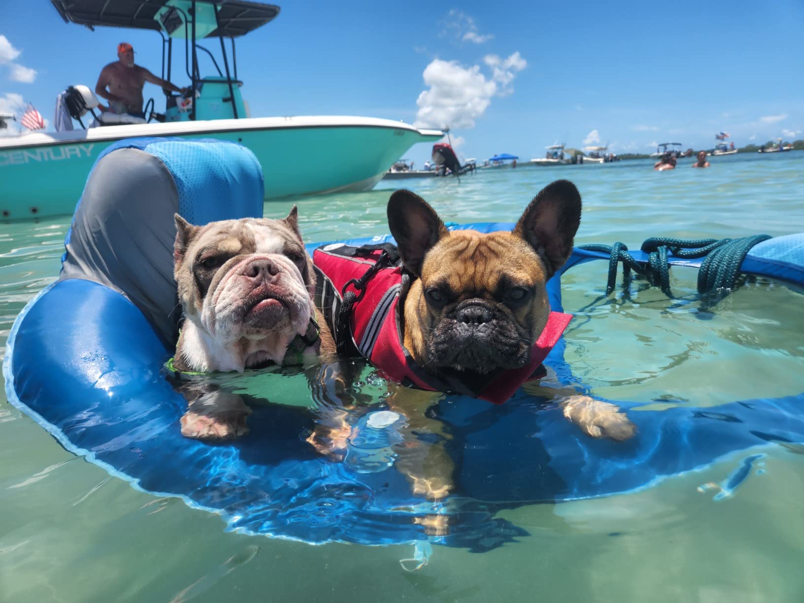 Petglad French Bulldog Life Jacket with Chin Float for Dog Swimming, Green customer photo 2